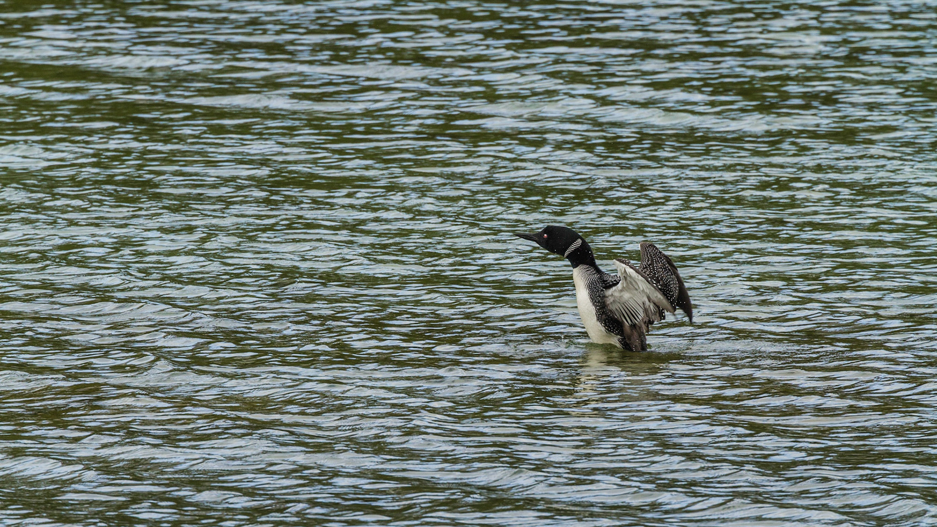 We turned onto Spray Valley Road and figured out that it could eventually take us back to Canmore. Soon, we discovered this Common Loon on a lake near the road.  He performed for me.  Although the road was unpaved gravel, it was smooth and appeared to be a very comfortable drive. We continued.