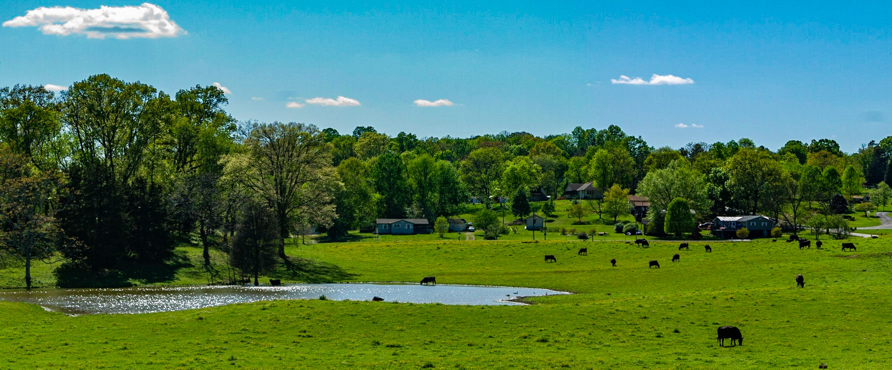 Cattle on Morton Road, Lenoir City, Tennessee
