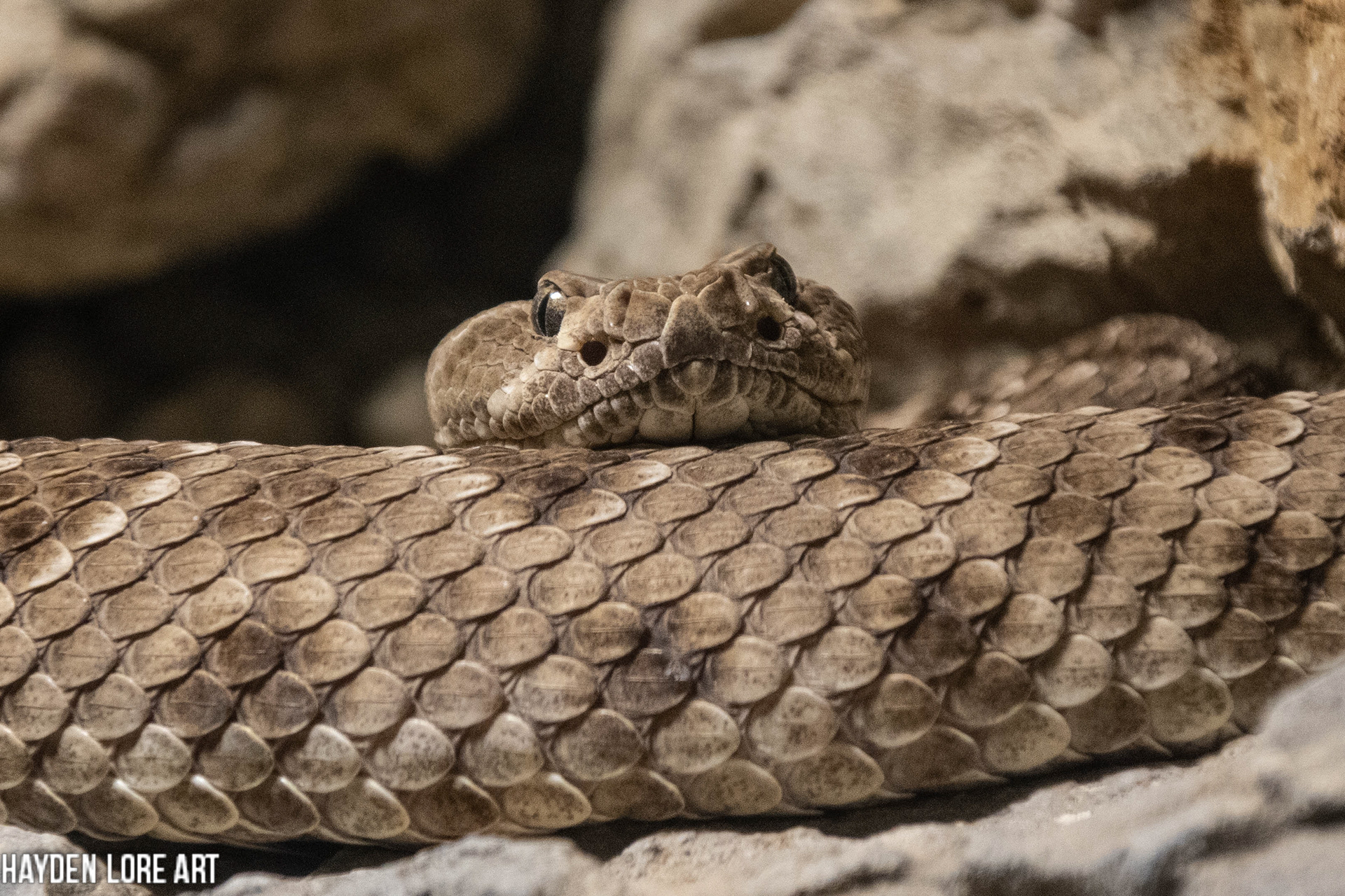 Rattlesnake Nap