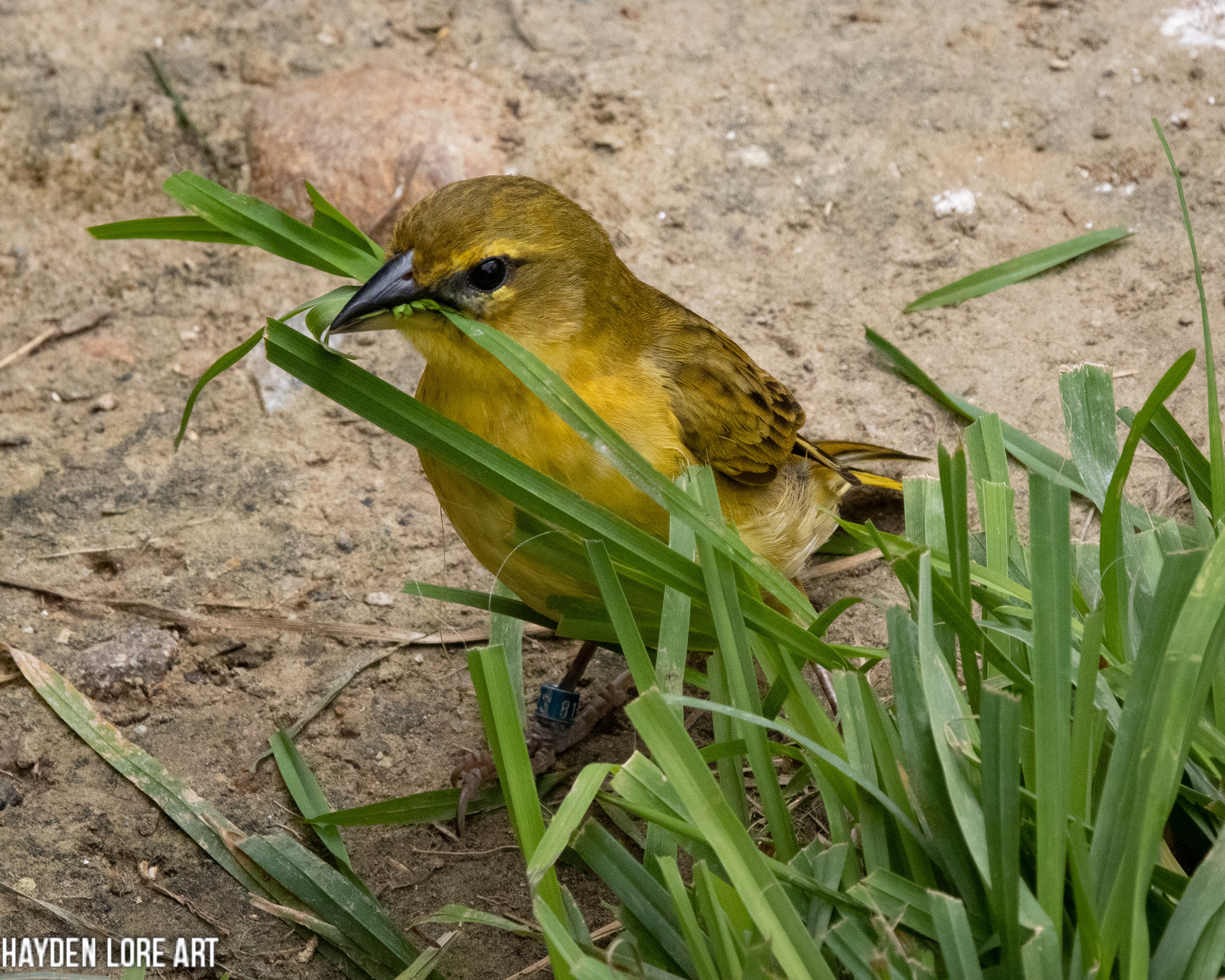 Bird Gathering Grass