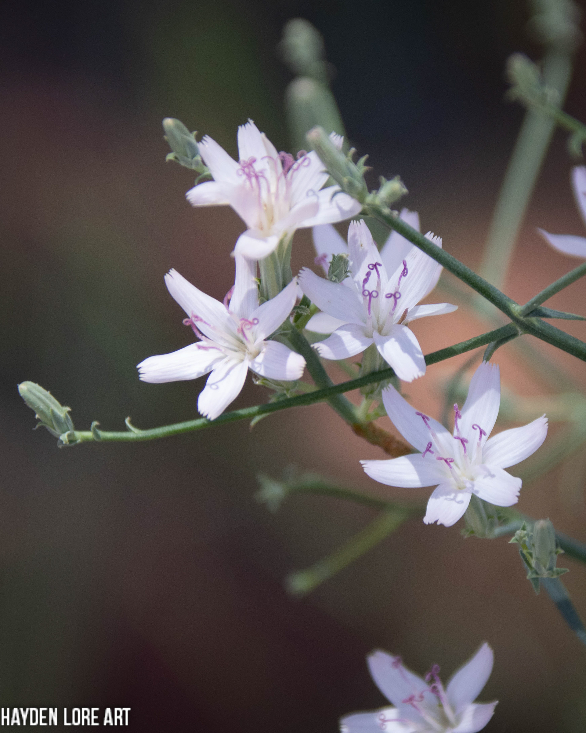 White & Purple Flowers