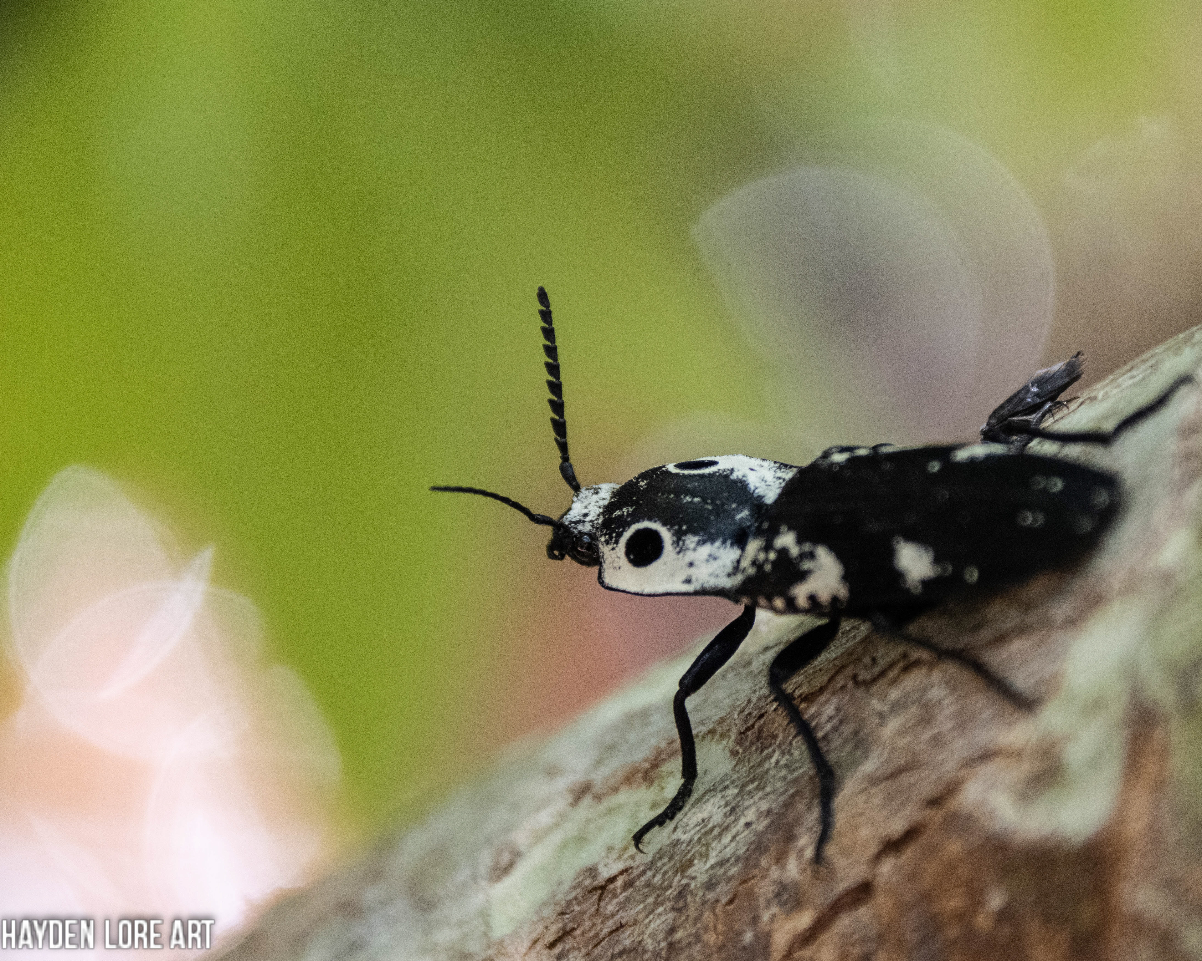 Black & White Beetle 3