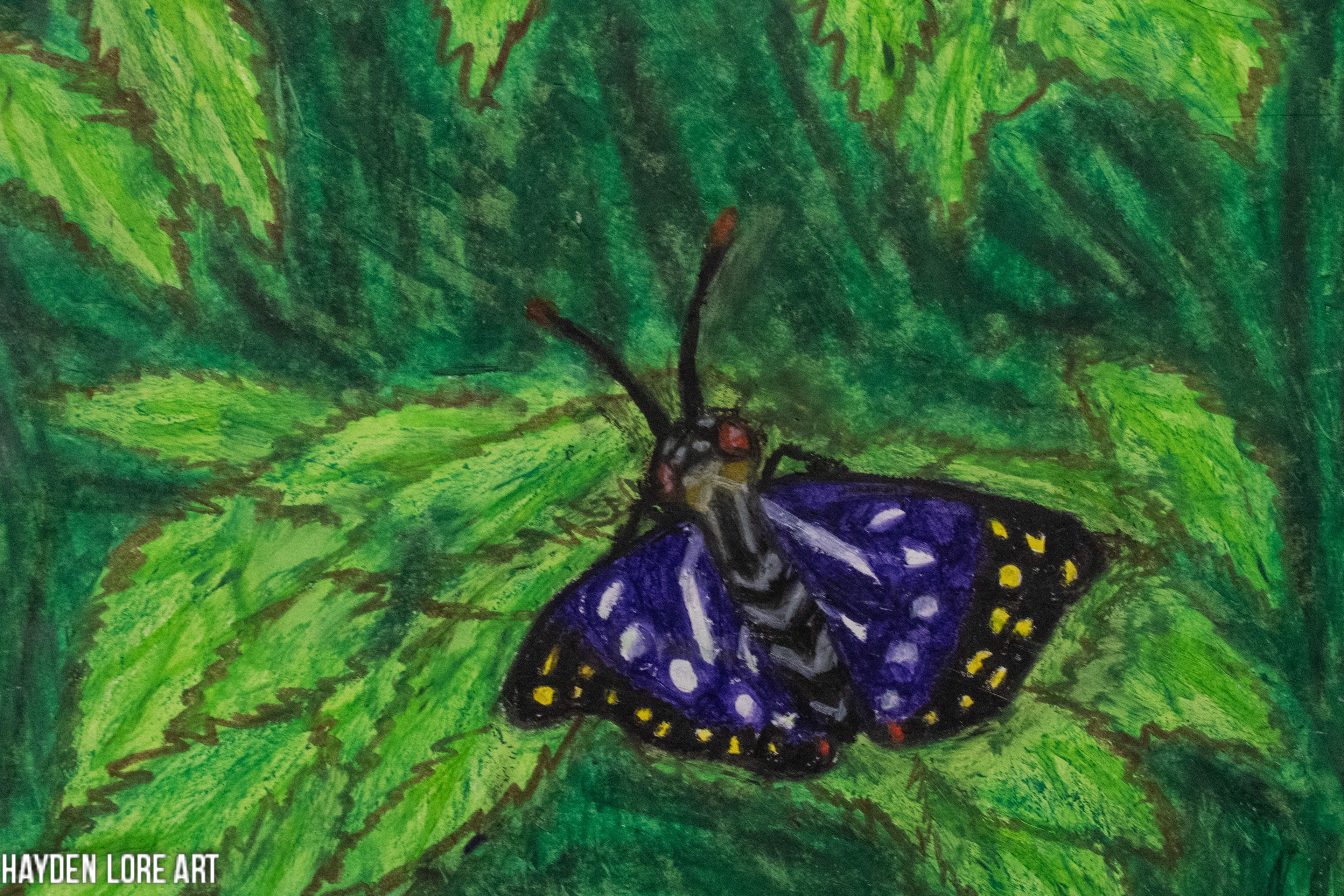 Great Purple Emperor Butterfly