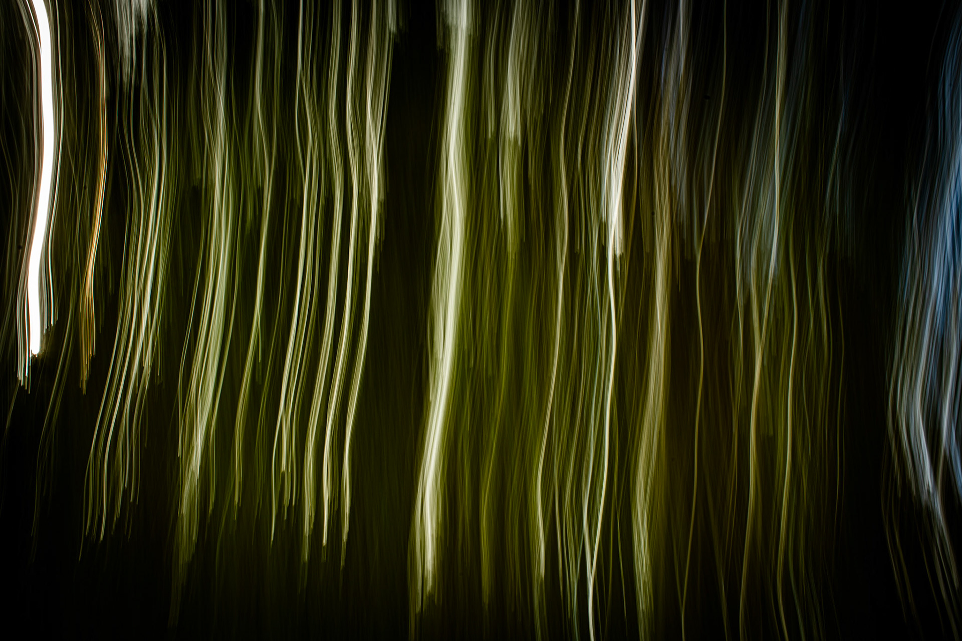 Through the Trees #3