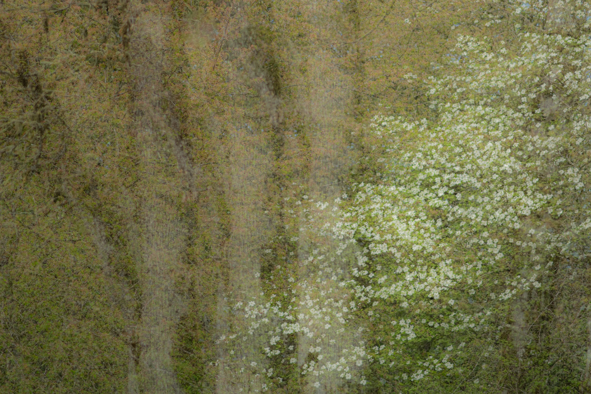 Dogwood Day
