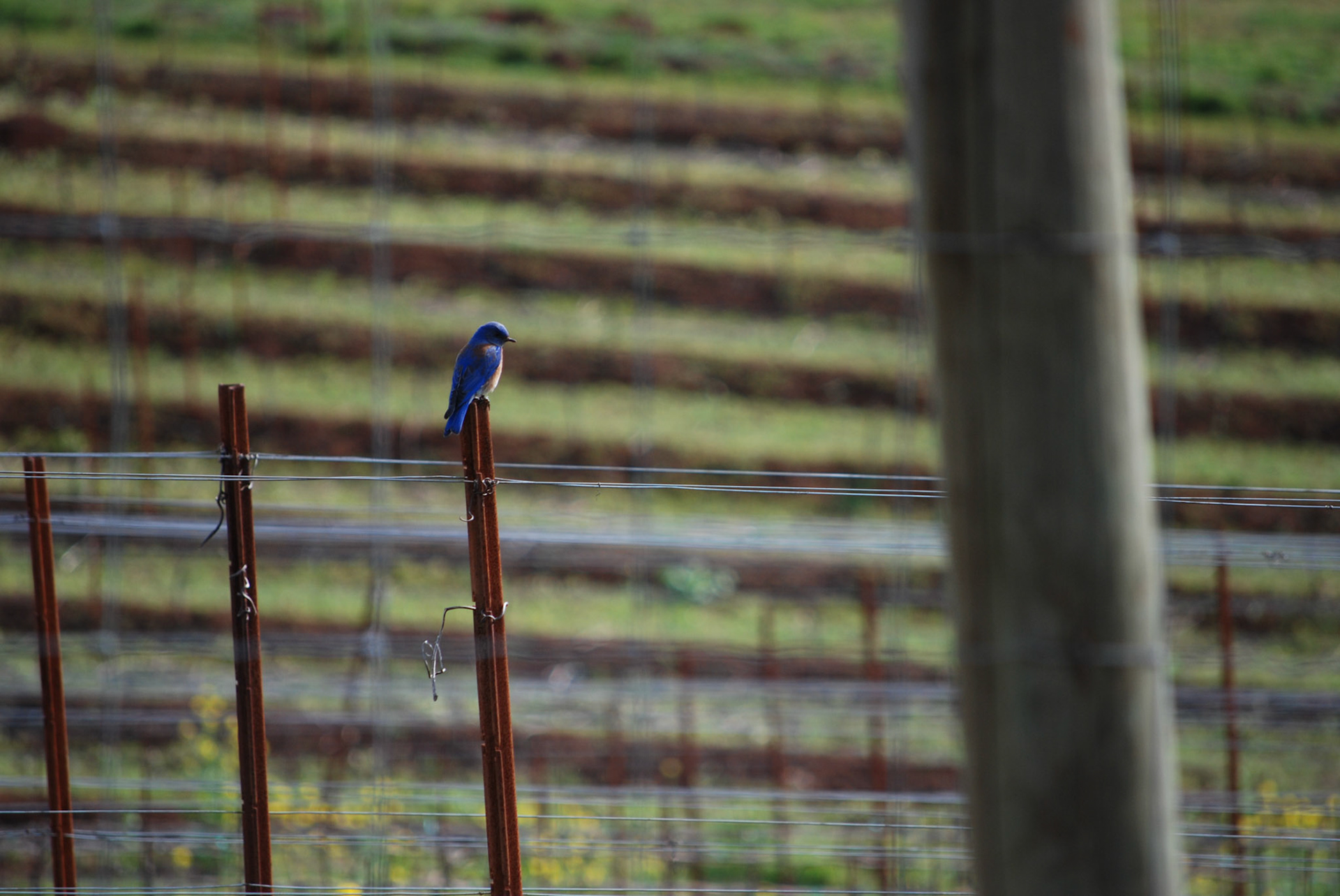 Western Bluebird