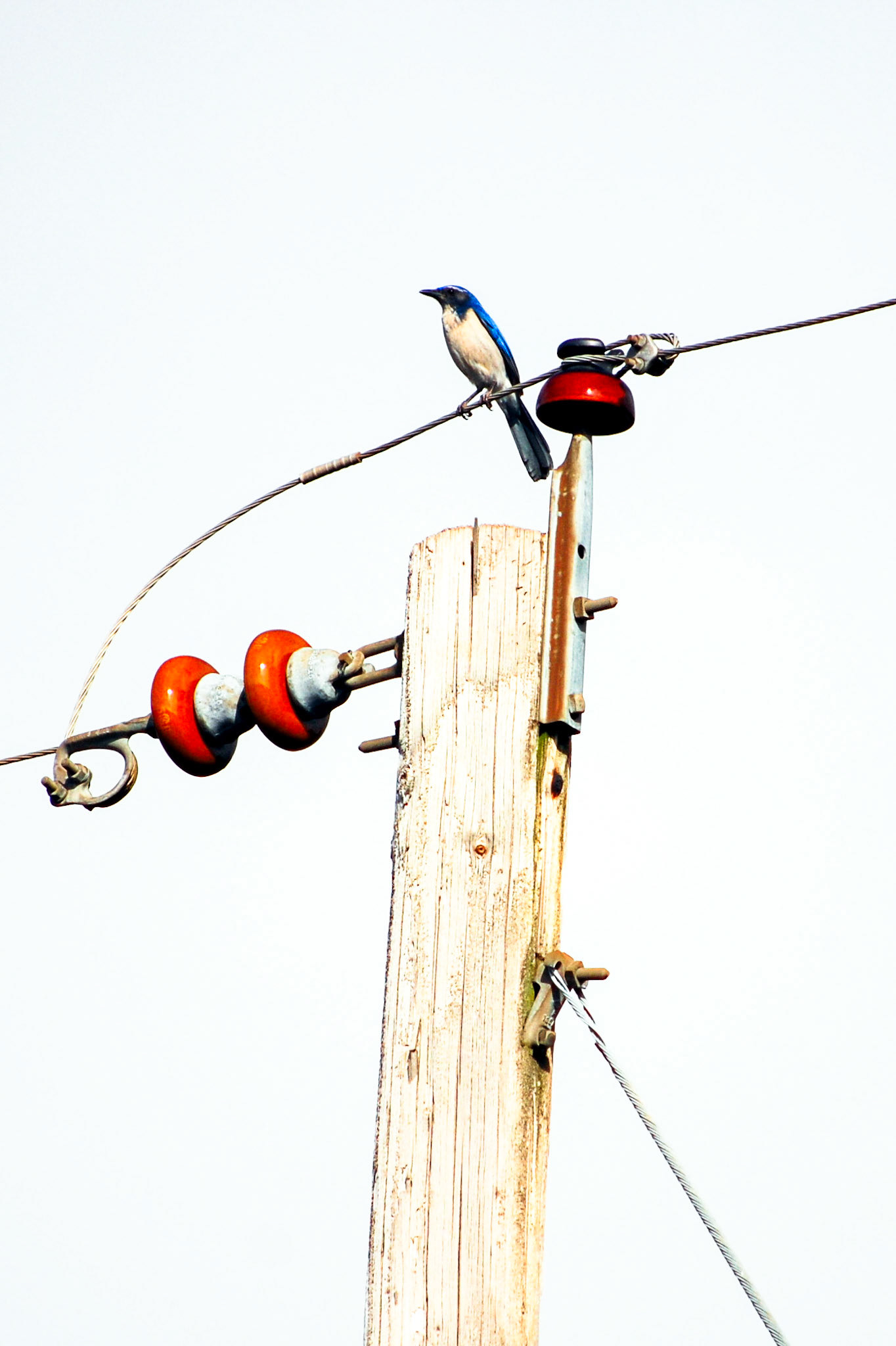 Scrub Jay