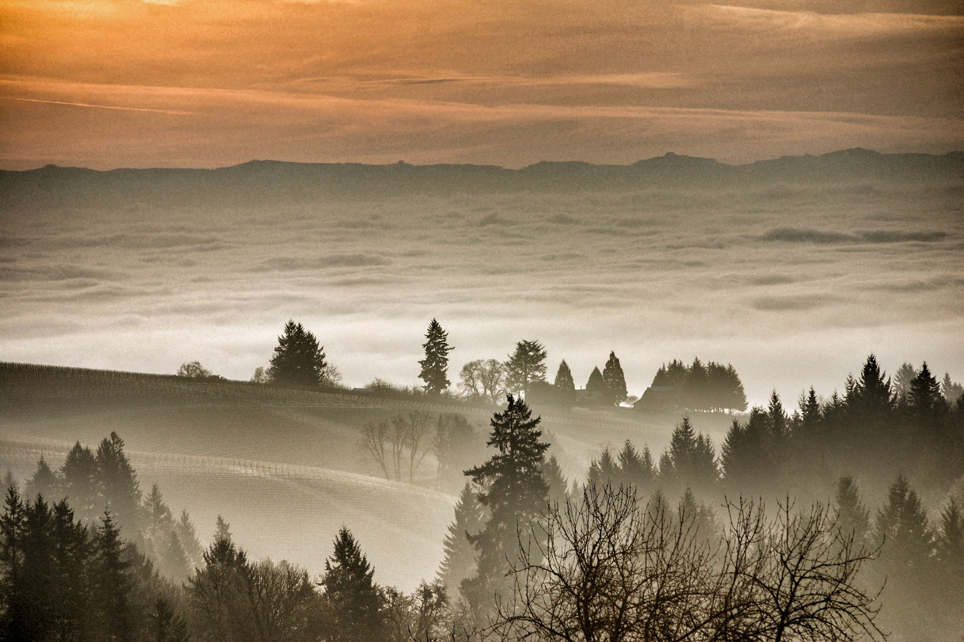 Fog Bed, Willamette