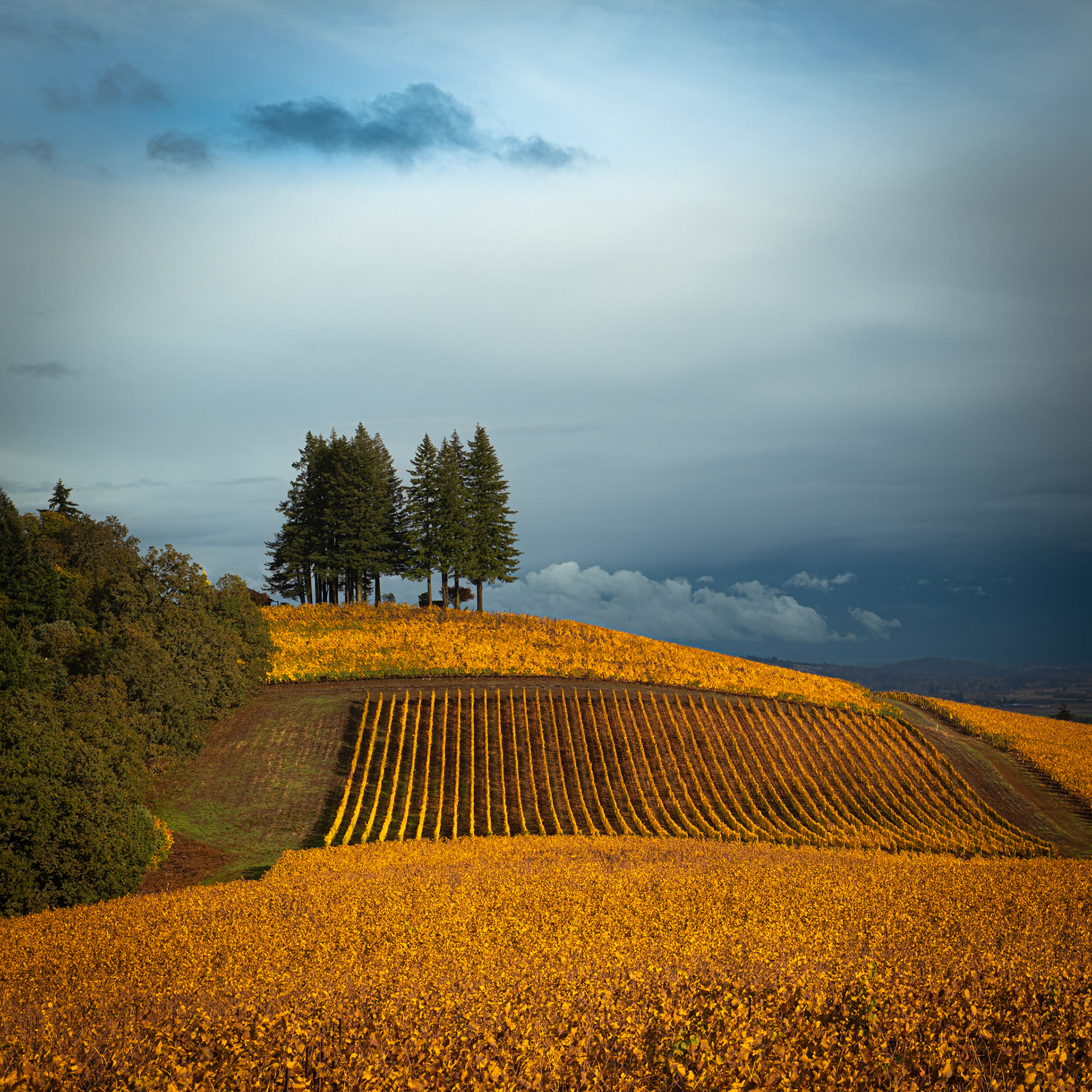 Between The Vines and Ages