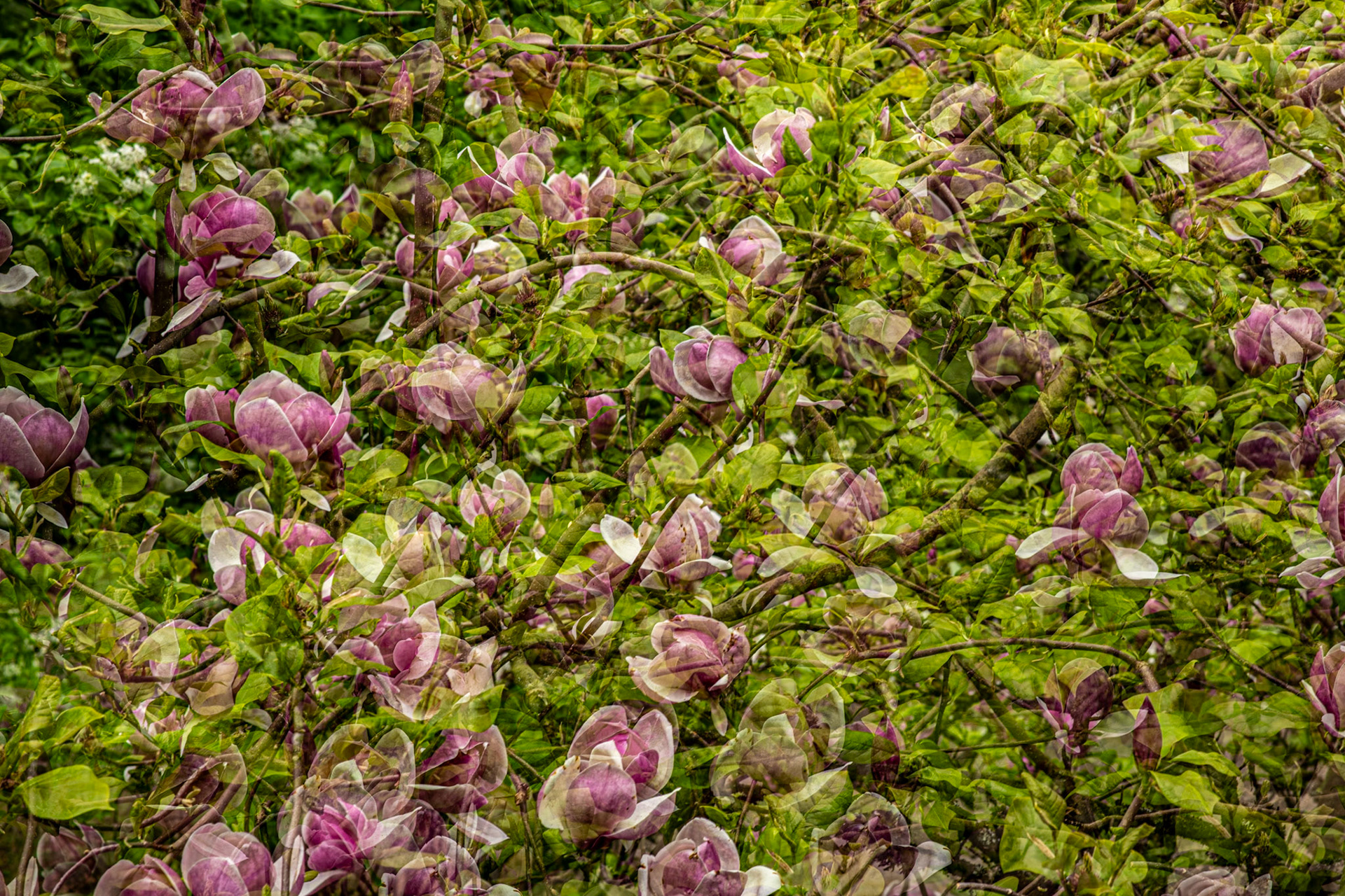 Smell the Sweet Magnolias Blooming