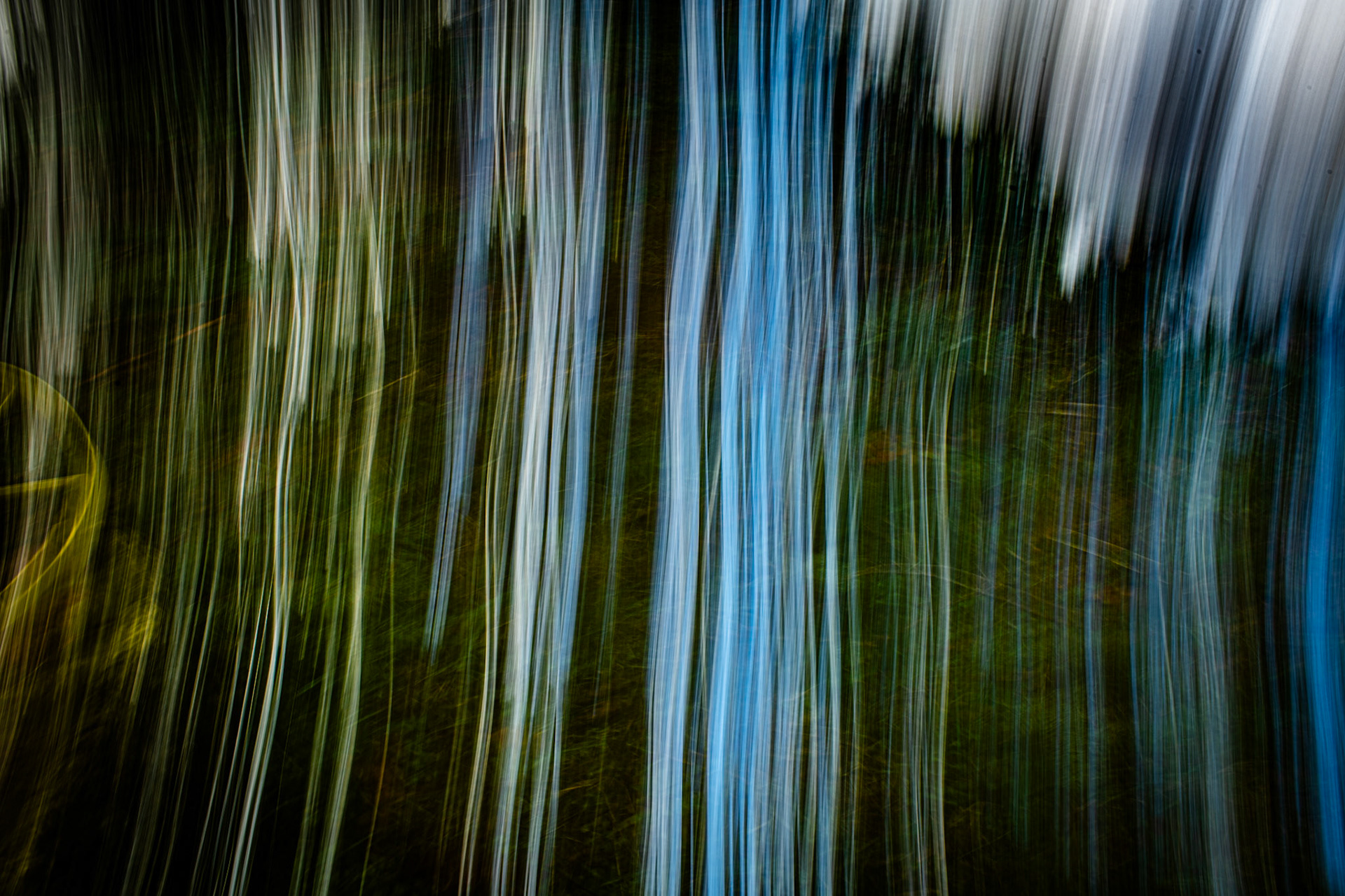 the forest meets the sky #2