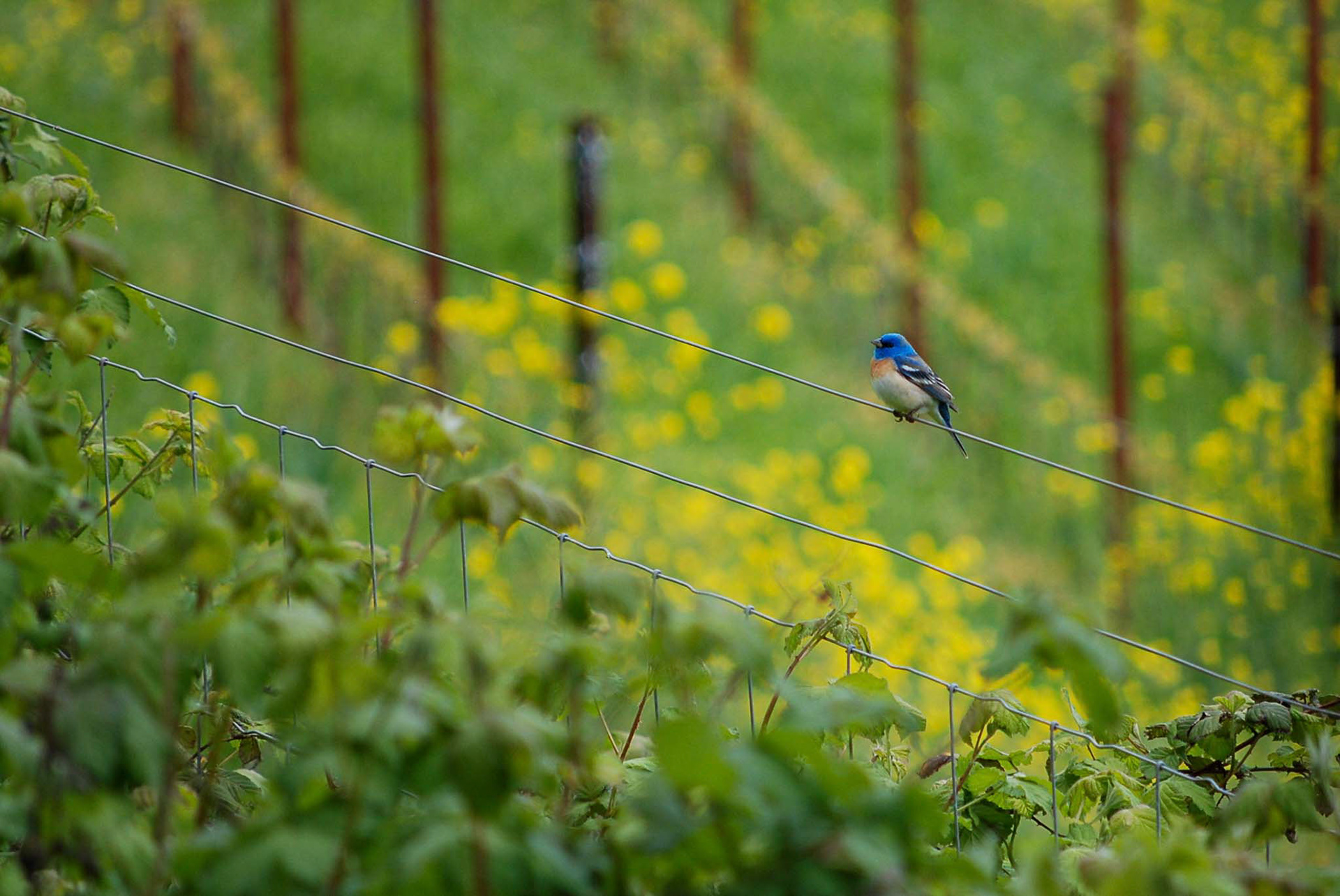 Lazuli Bunting