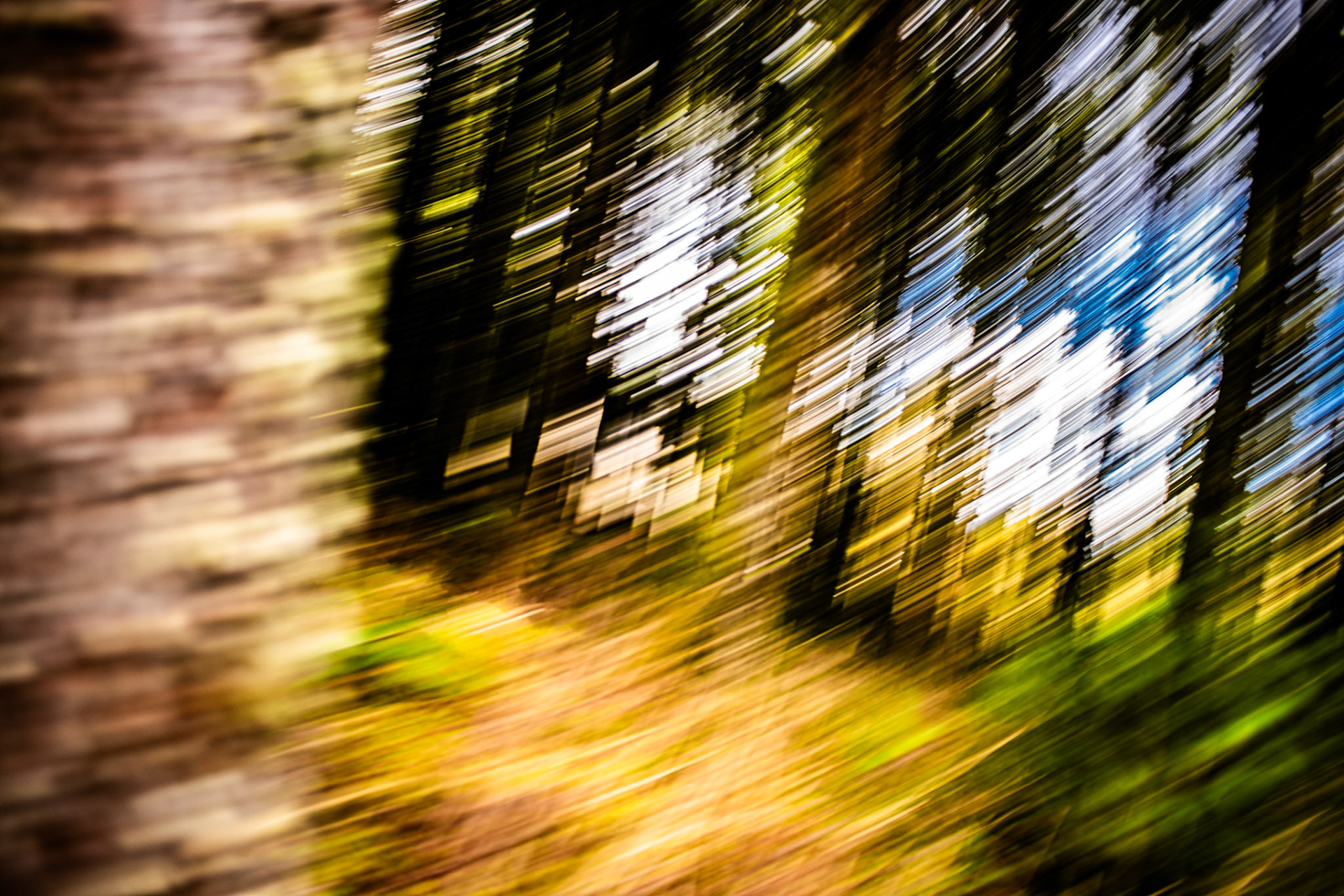 Take me to the trees