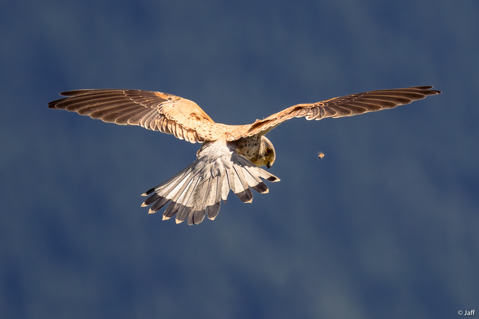 L'Abeille et le Faucon