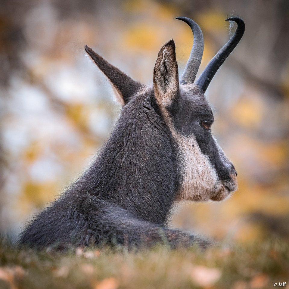 Chamois d'automne