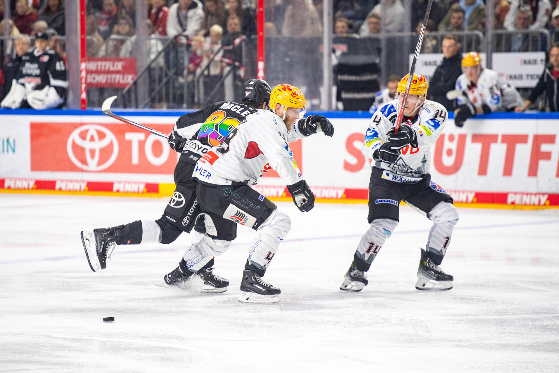 Bremerhaven Fischtown Pinguins; DEL Kölner Haie - Bremerhaven Fischtown Pinguins, 01.11.2023