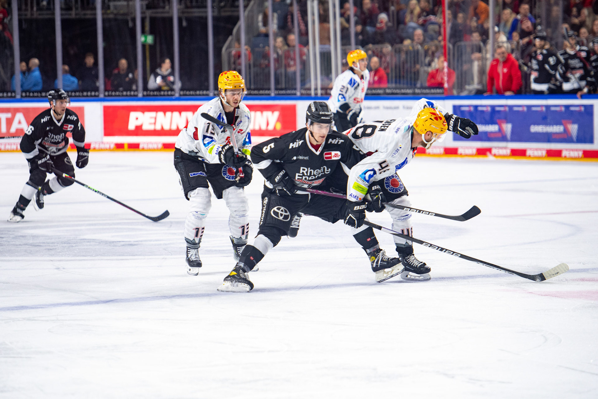 Robin van Calster im Zweikampf mit Nicholas B. Jensen; DEL Kölner Haie - Bremerhaven Fischtown Pinguins, 01.11.2023