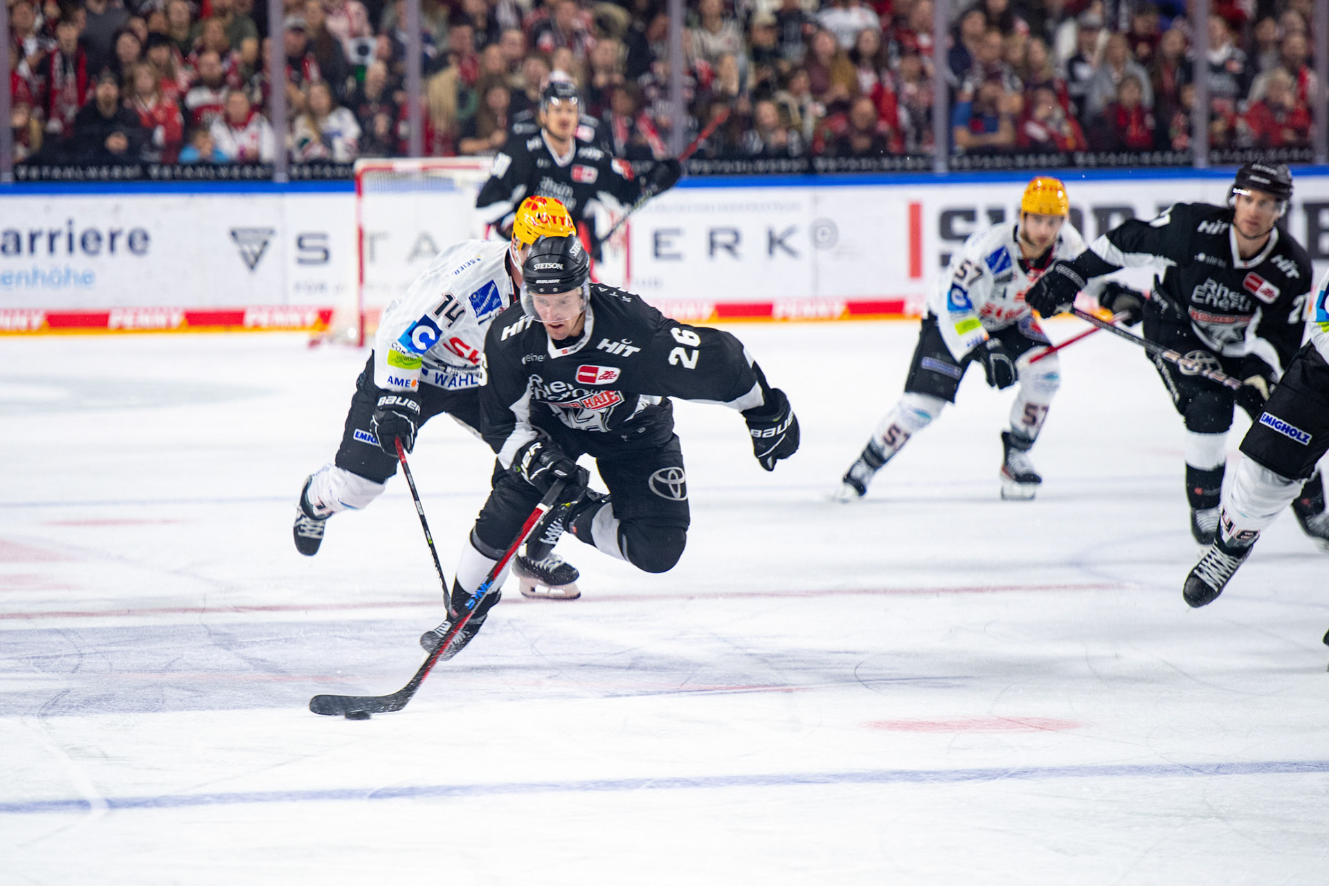 David Mcintyre; DEL Kölner Haie - Bremerhaven Fischtown Pinguins, 01.11.2023