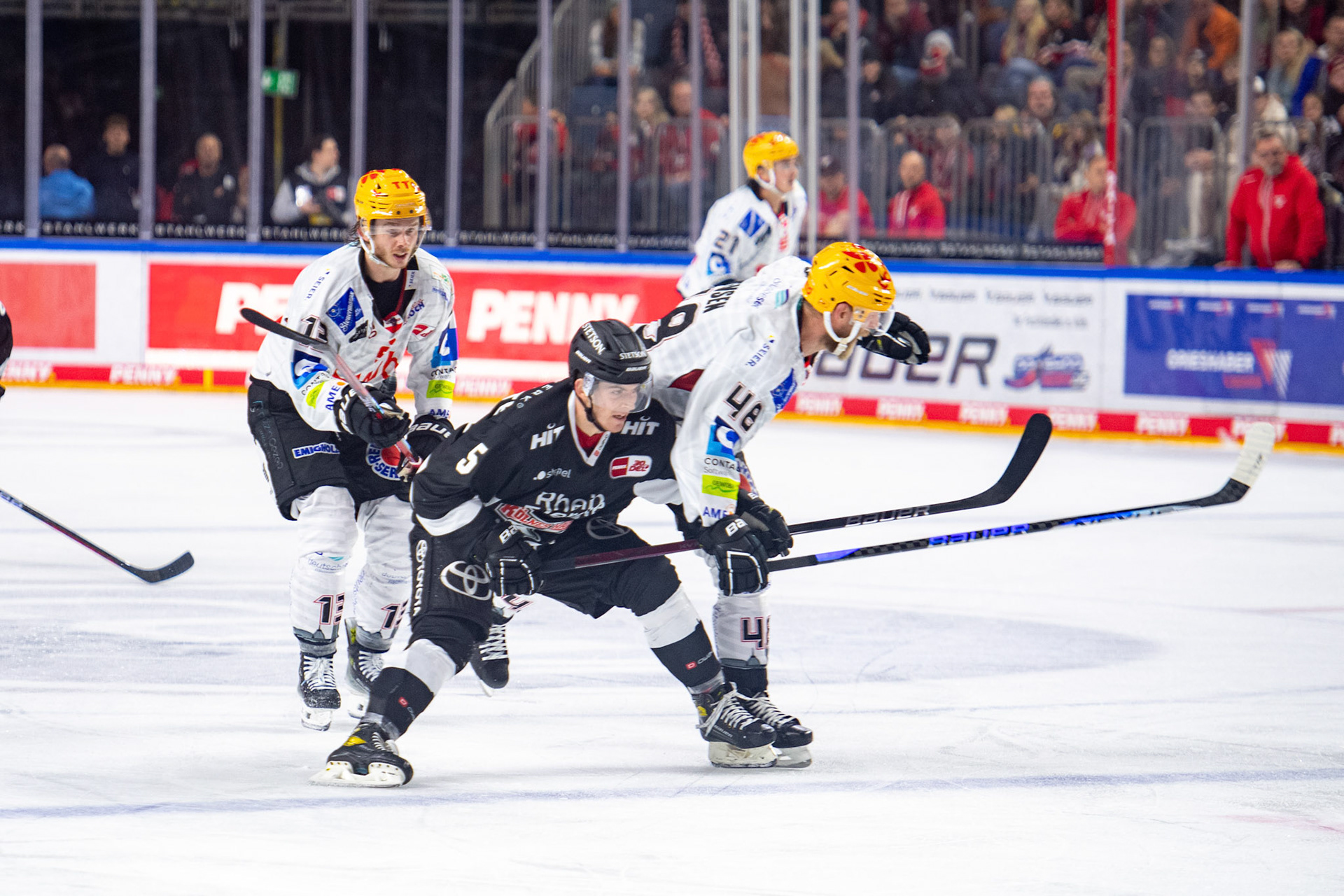 Robin van Calster im Zweikampf mit Nicholas B. Jensen; DEL Kölner Haie - Bremerhaven Fischtown Pinguins, 01.11.2023