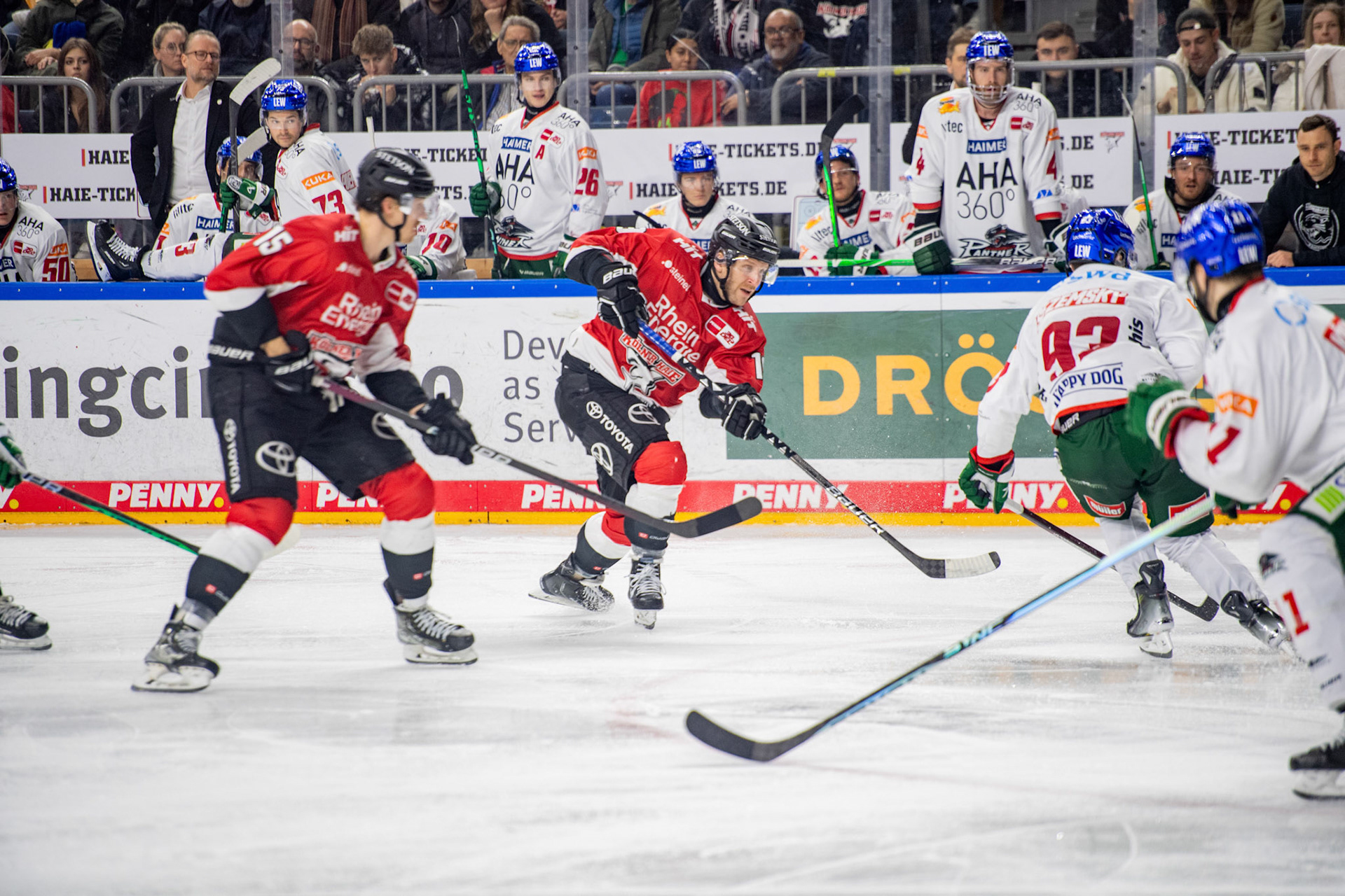Koelner Haie; DEL Kölner Haie - Augsburger Panther, 19.11.2023