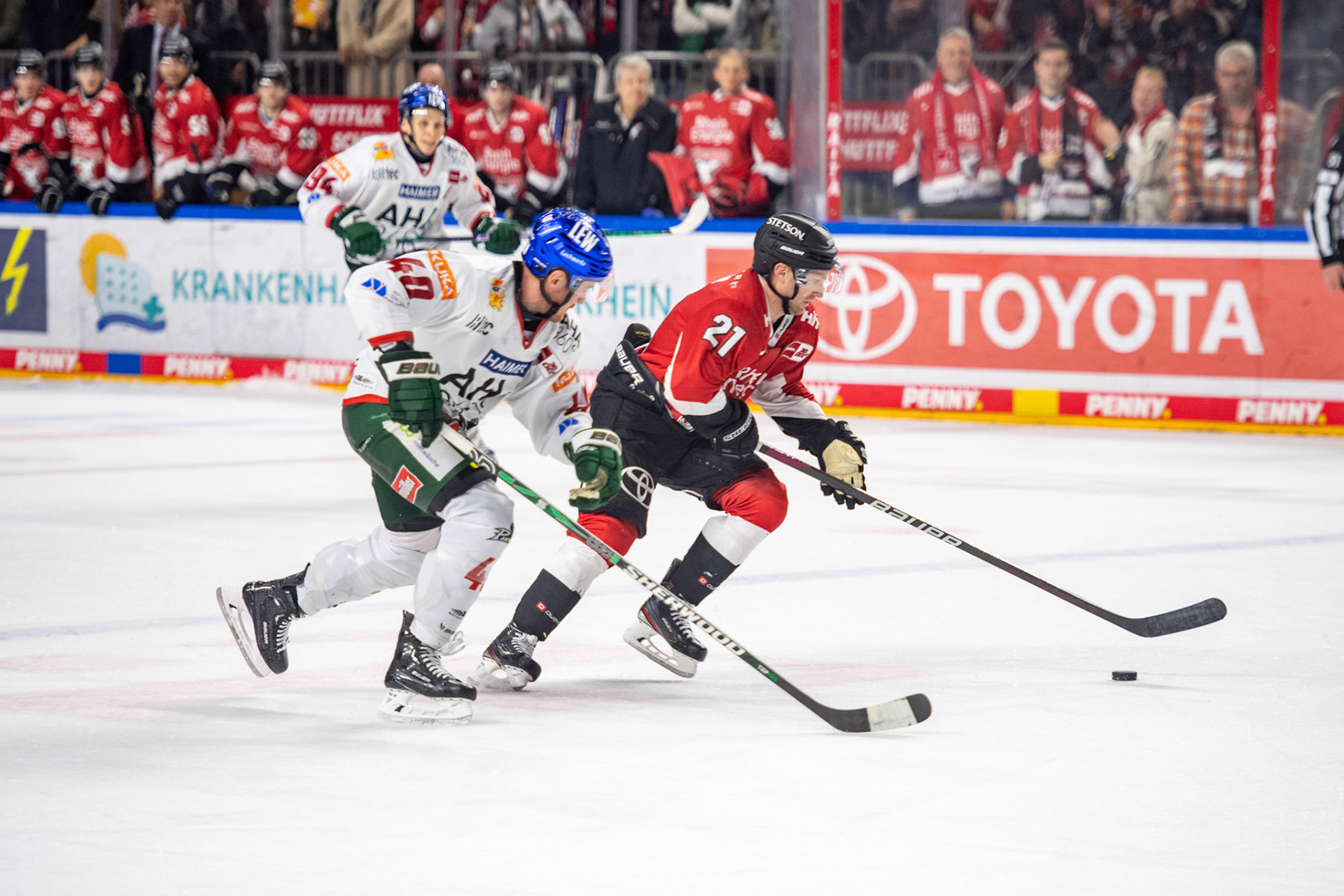Marc Olverim Zweikampf mit Tim Schuele; DEL Kölner Haie - Augsburger Panther, 19.11.2023