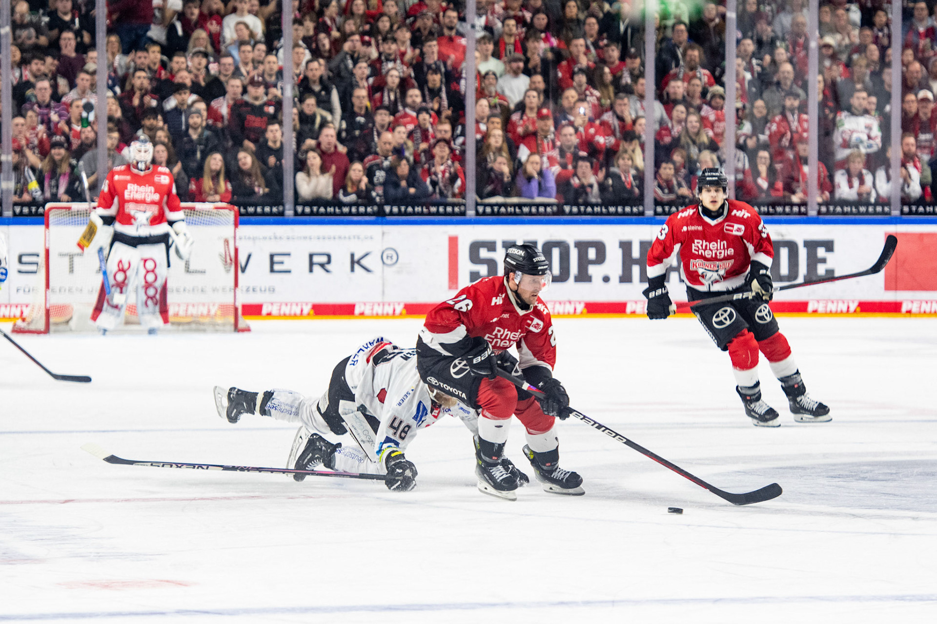 David Mcintyre im Zweikampf mit Nicholas B. Jensen; DEL Kölner Haie - Fishtown Pinguins Bremerhaven, 30.01.2024