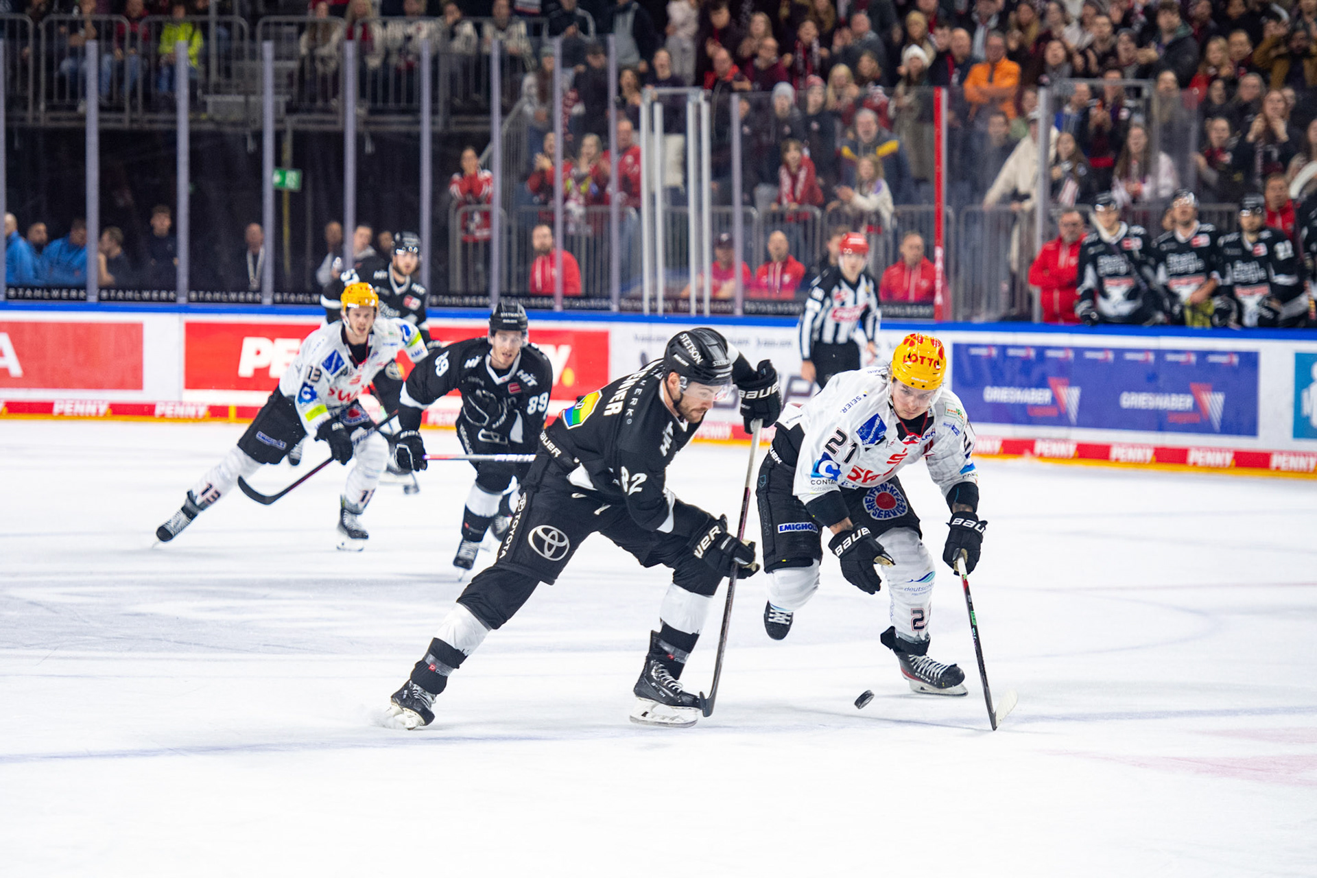 Alexandre Grenter; DEL Kölner Haie - Bremerhaven Fischtown Pinguins, 01.11.2023