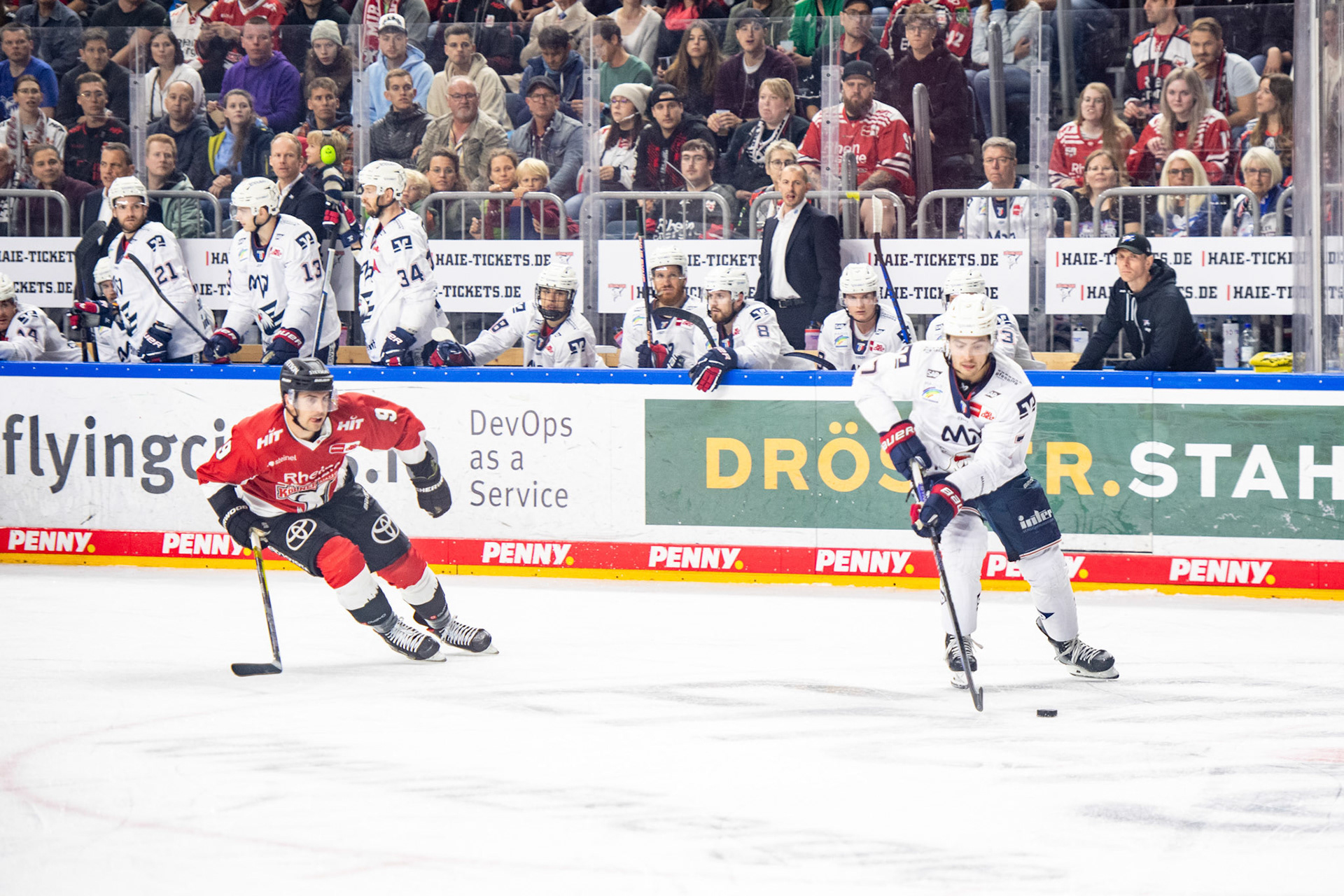 Maximilian Kammerer; DEL Kölner Haie - Adler Mannheim, 30.09.2023