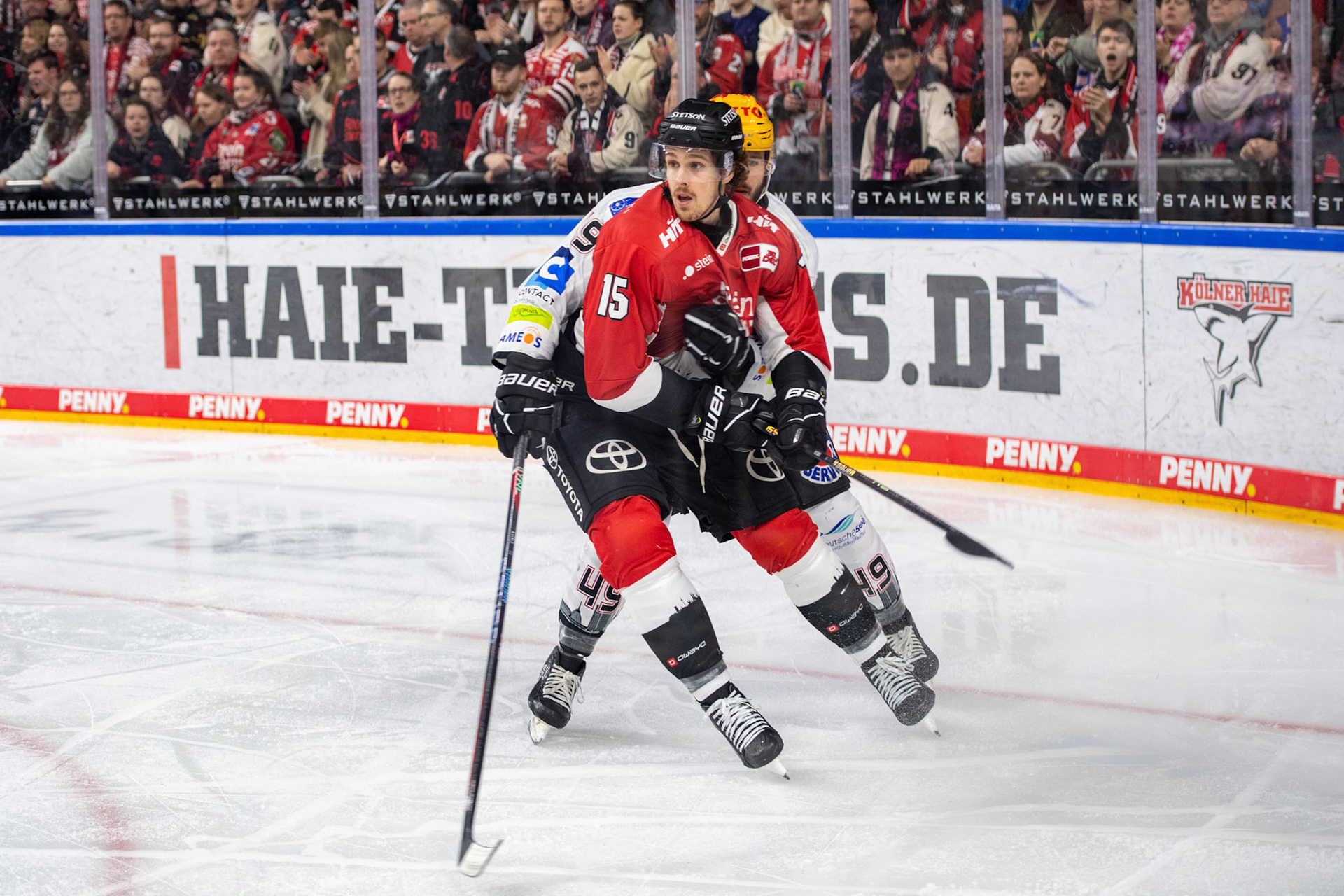 Louis Marc Aubry im Zweikampf mit Lukas Kälble; DEL Kölner Haie - Fishtown Pinguins Bremerhaven, 30.01.2024
