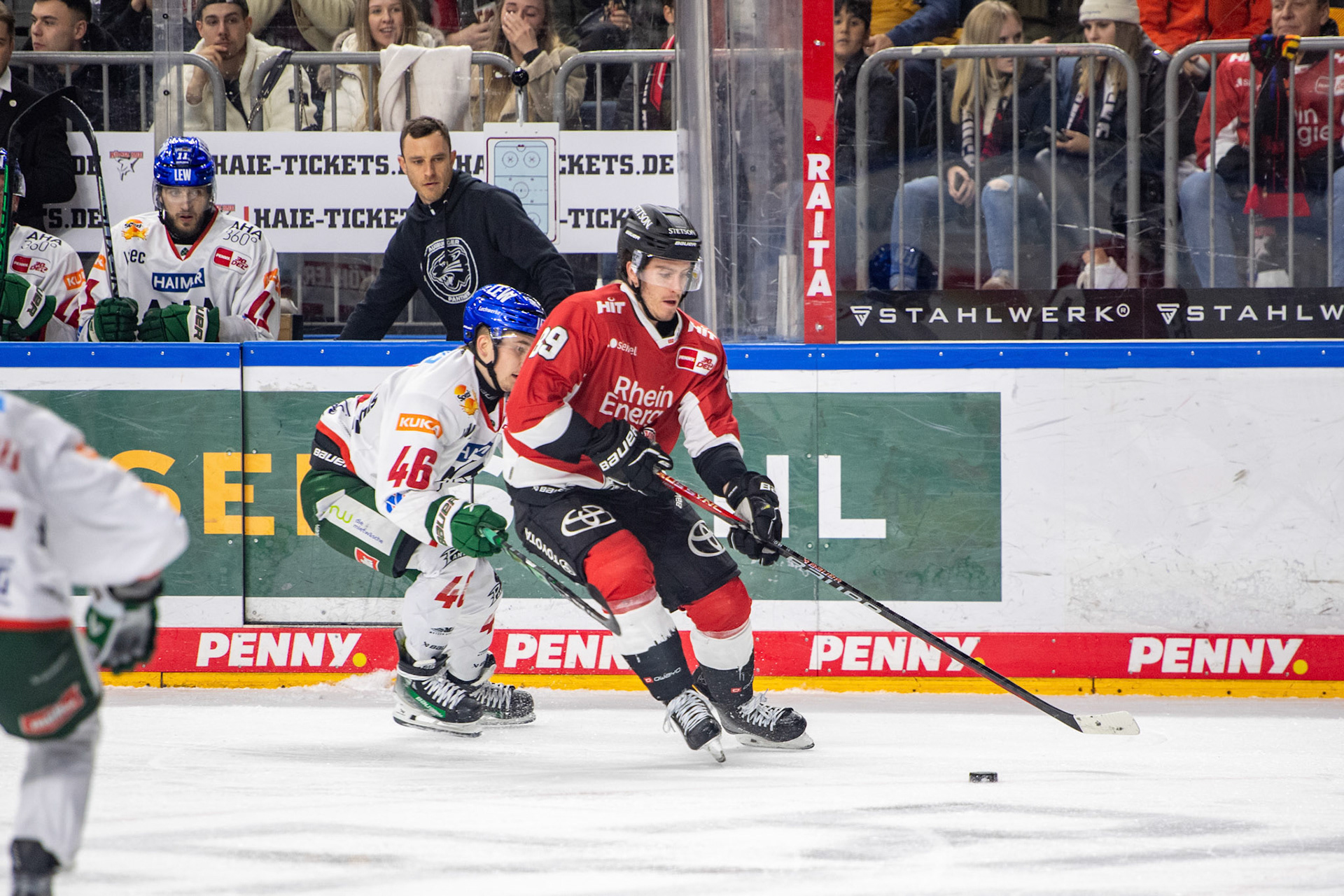 Gregor Macleod; DEL Kölner Haie - Augsburger Panther, 19.11.2023