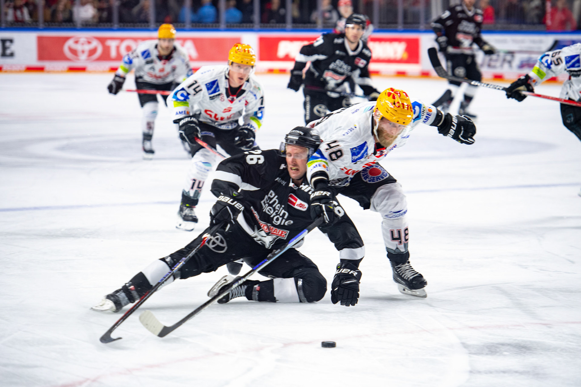 David Mcintyre im Zweikampf mit Nicholas B. Jensen; DEL Kölner Haie - Bremerhaven Fischtown Pinguins, 01.11.2023