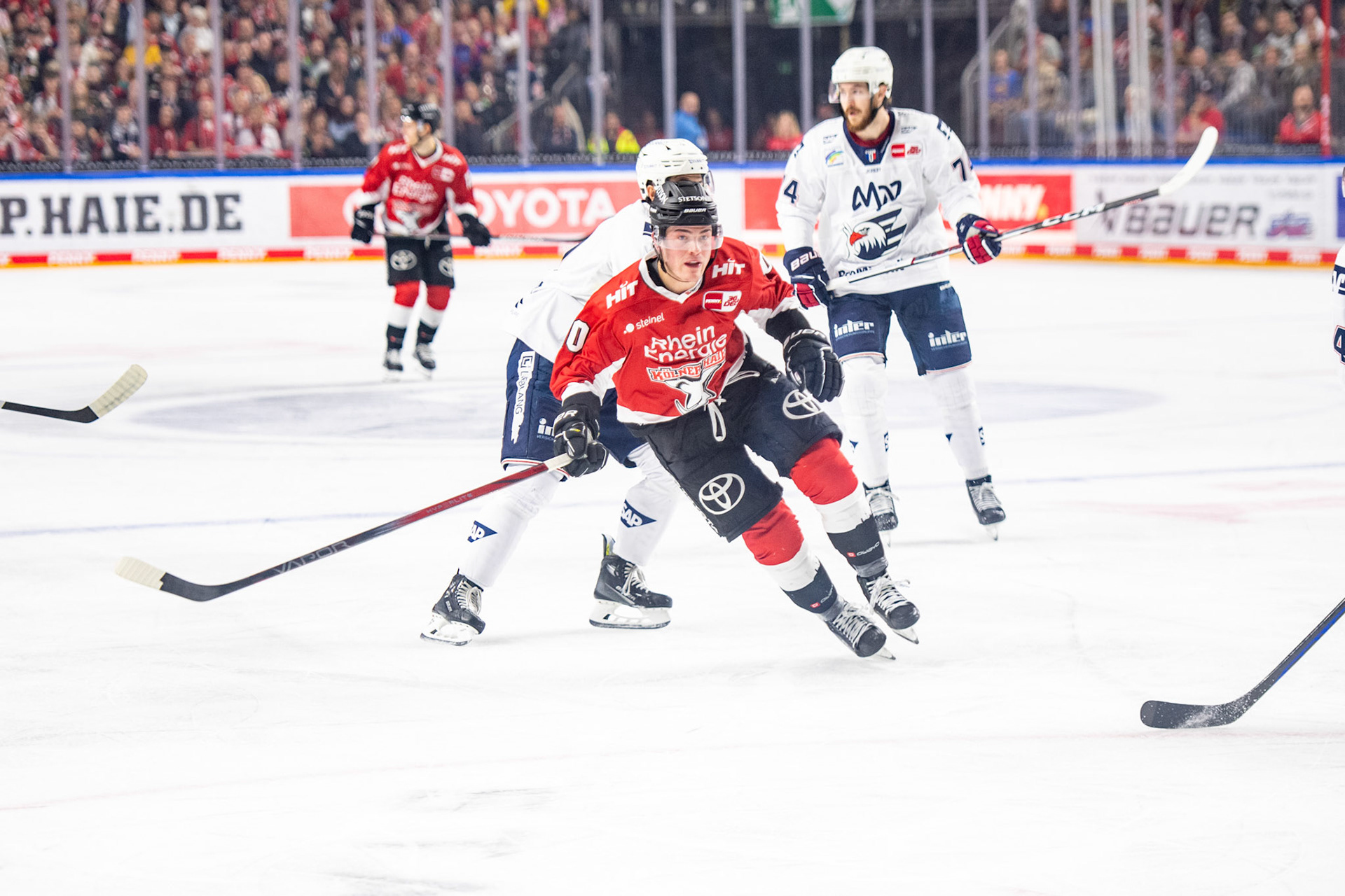 Justin Schuetz; DEL Kölner Haie - Adler Mannheim, 30.09.2023