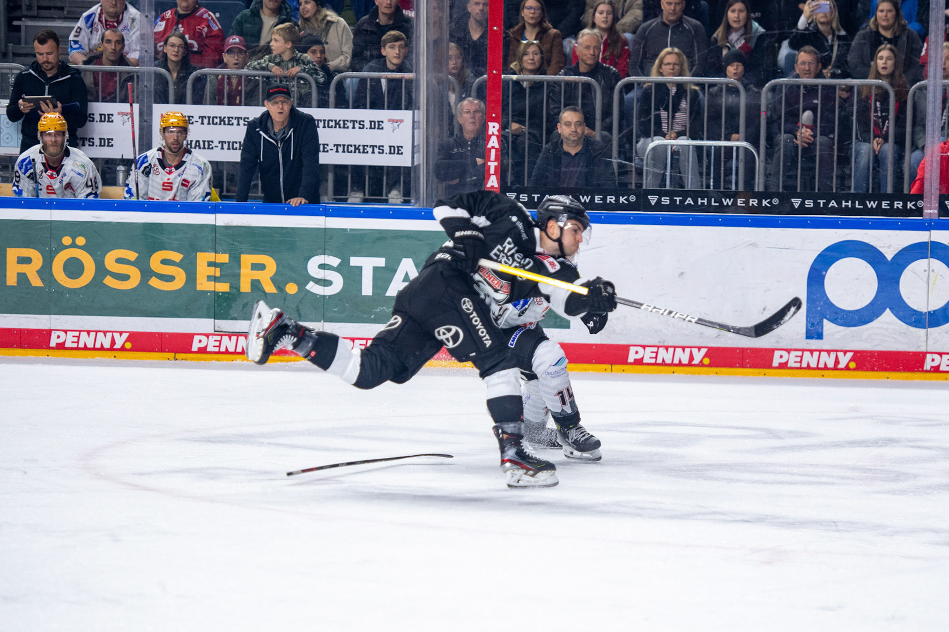 Koelner Haie; DEL Kölner Haie - Bremerhaven Fischtown Pinguins, 01.11.2023