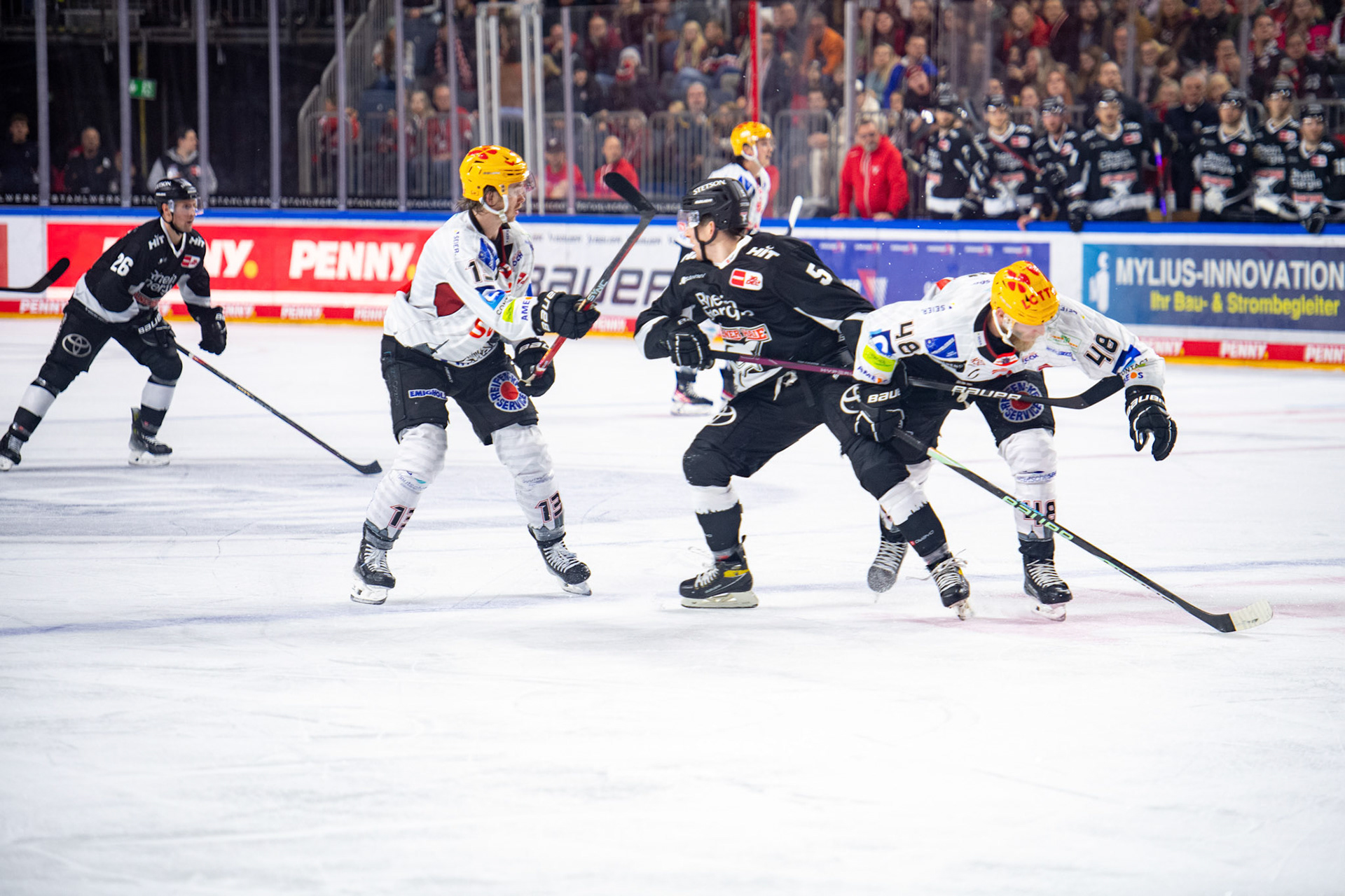 Robin van Calster im Zweikampf mit Nicholas B. Jensen; DEL Kölner Haie - Bremerhaven Fischtown Pinguins, 01.11.2023