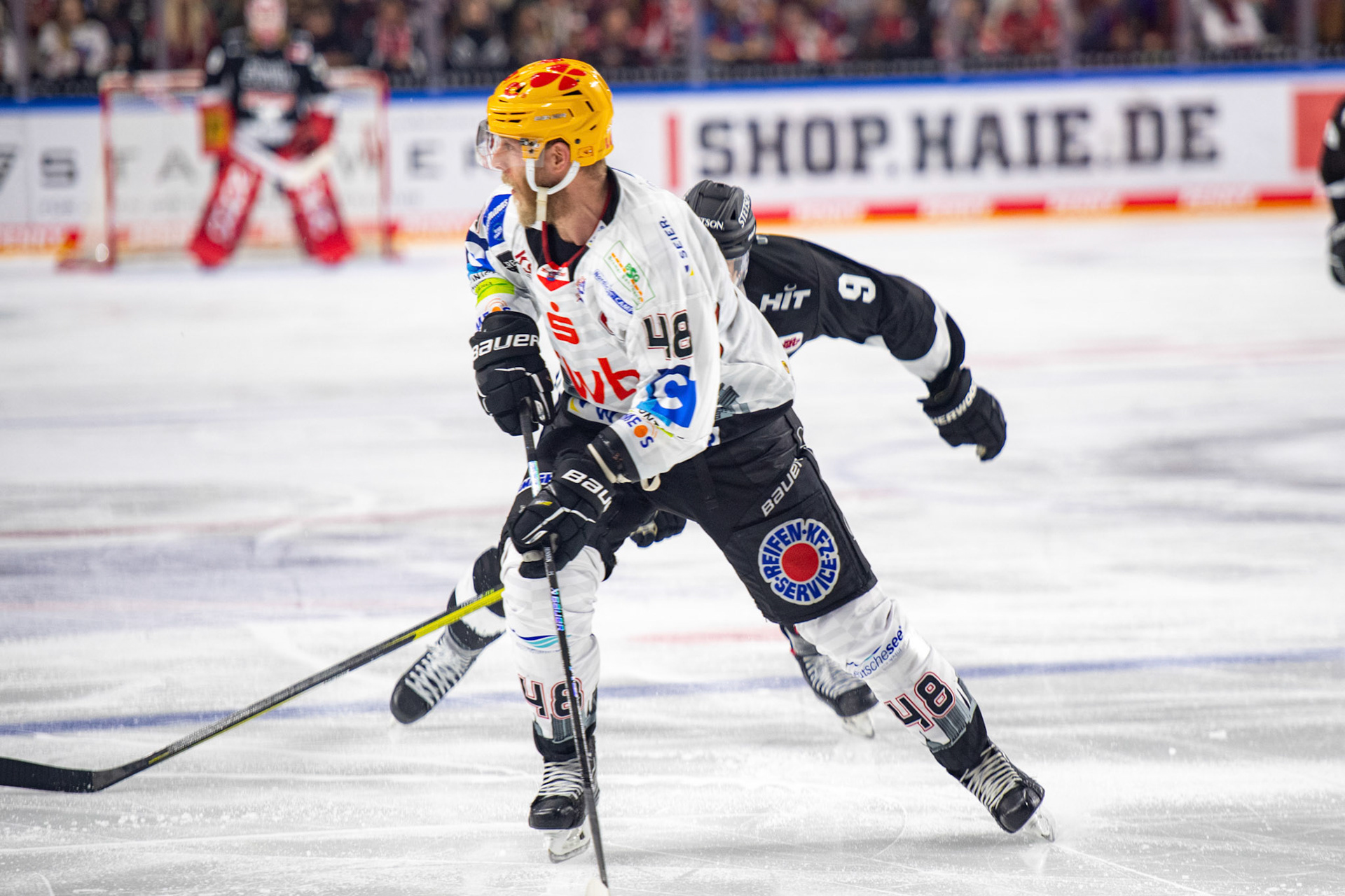 Nicholas B. Jensen im Zweikampf mit Maximilian Kammerer; DEL Kölner Haie - Bremerhaven Fischtown Pinguins, 01.11.2023