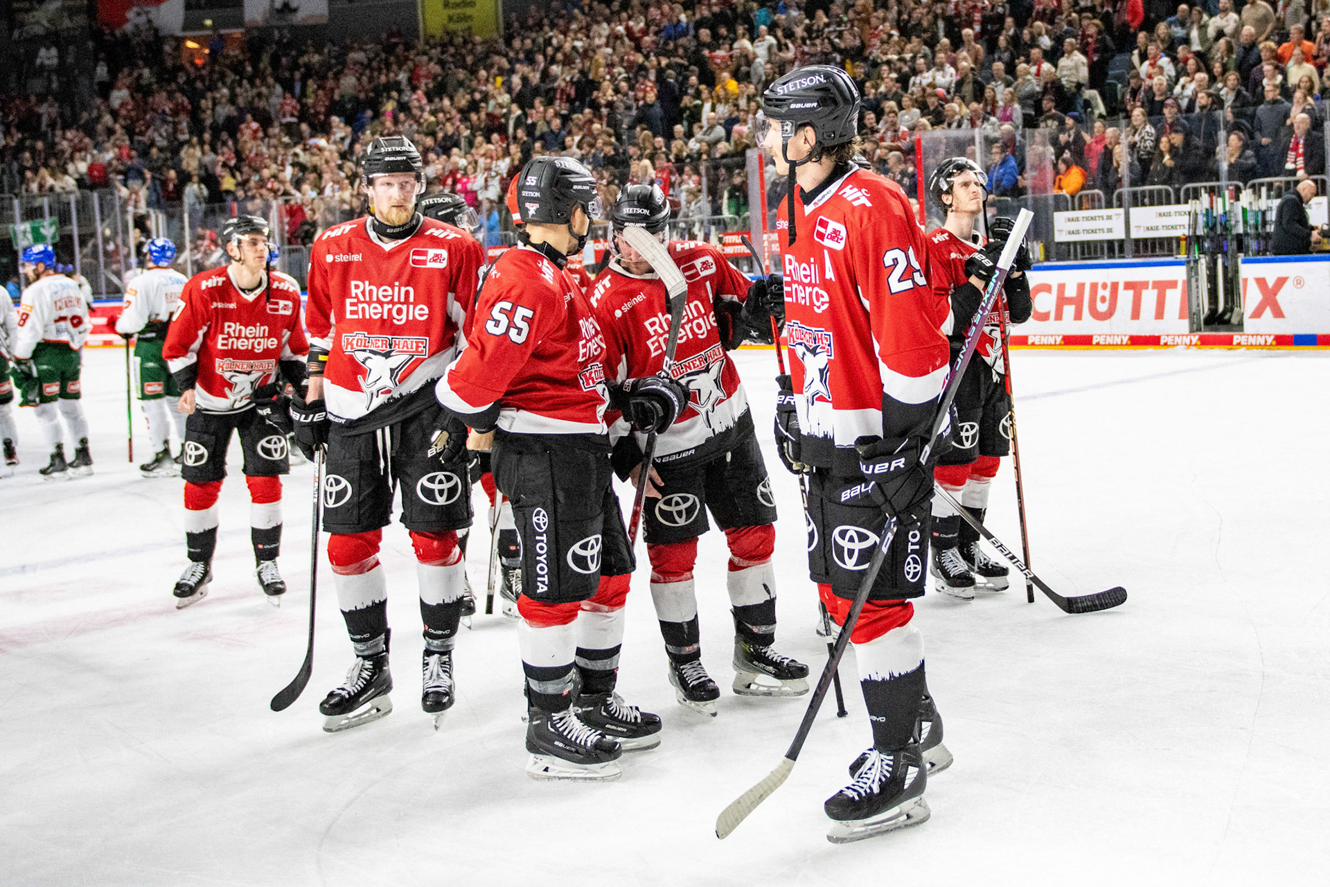 Koelner Haie; DEL Kölner Haie - Augsburger Panther, 19.11.2023