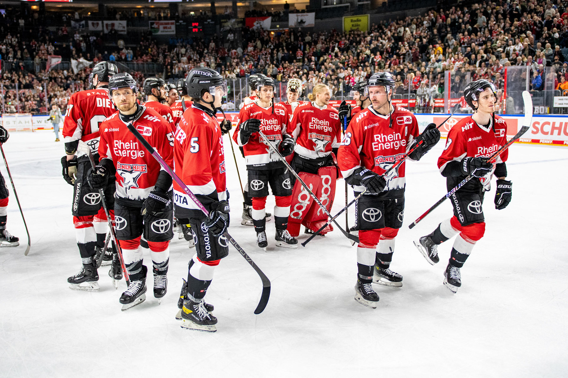 Koelner Haie; DEL Kölner Haie - Augsburger Panther, 19.11.2023