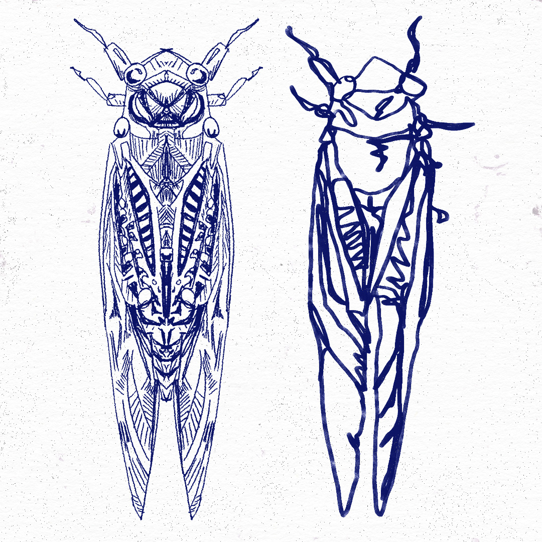 cicadas style exploration