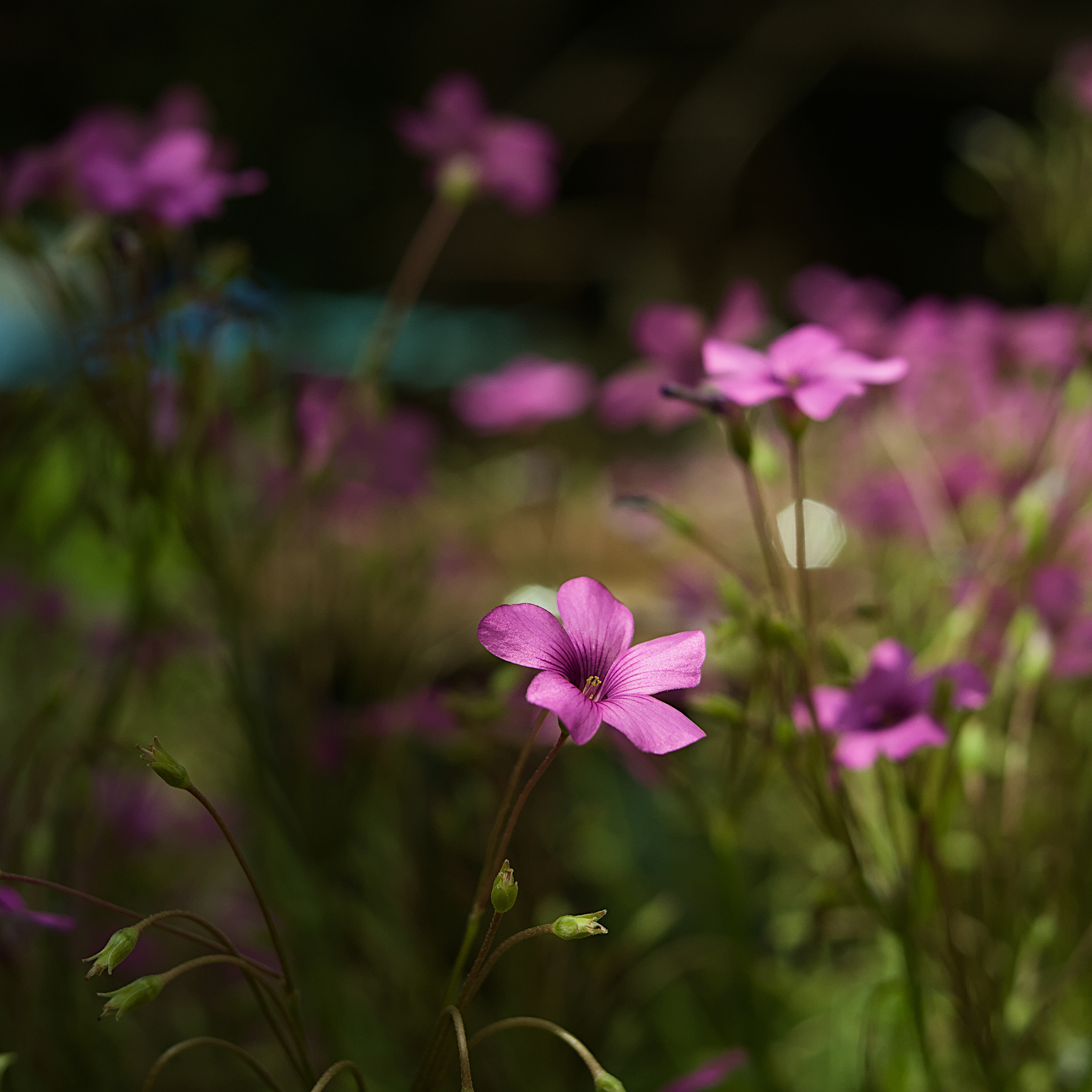 Pink flower on the dark