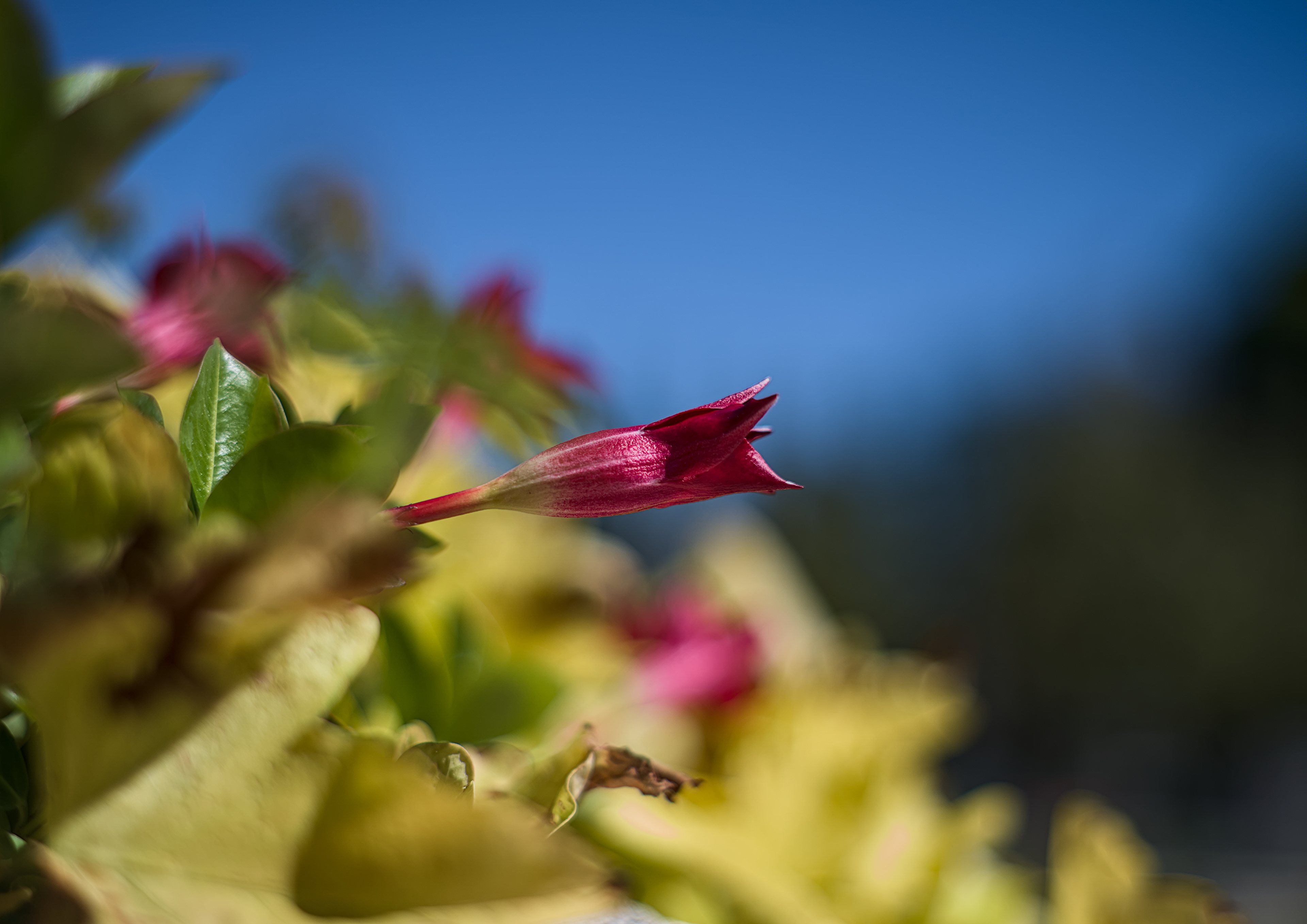 Red flower on blue sky