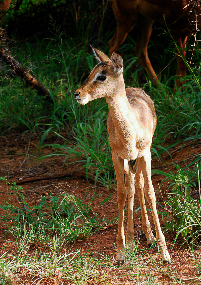 Jeune gazelle