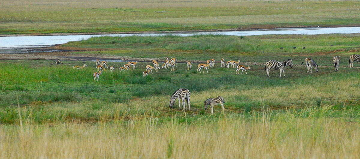 Zèbres et gazelles dans la savane