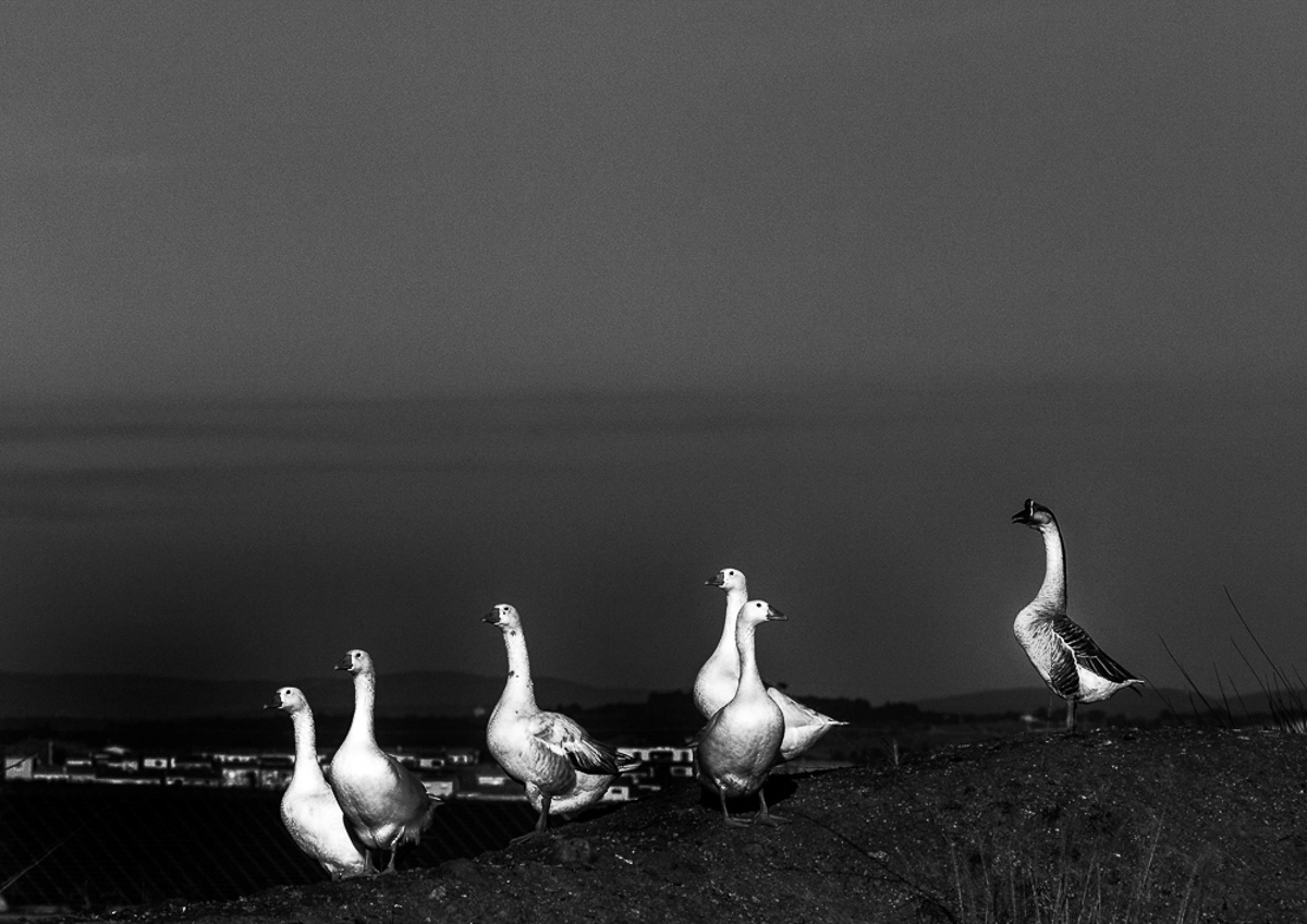 Le jars et ses oies blanches