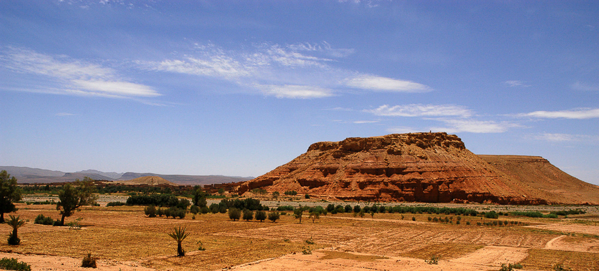 Champs d'arganier vers Zagora