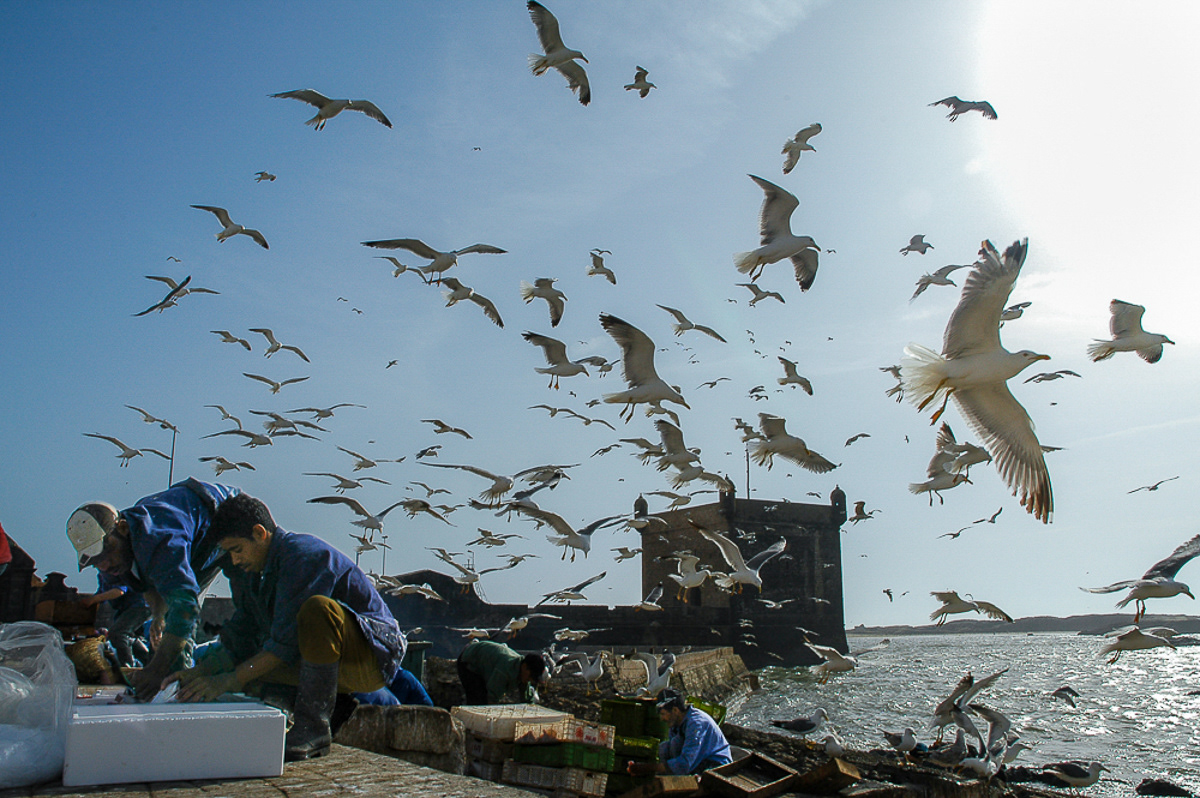 Retour de pêche, port d'Essaouira