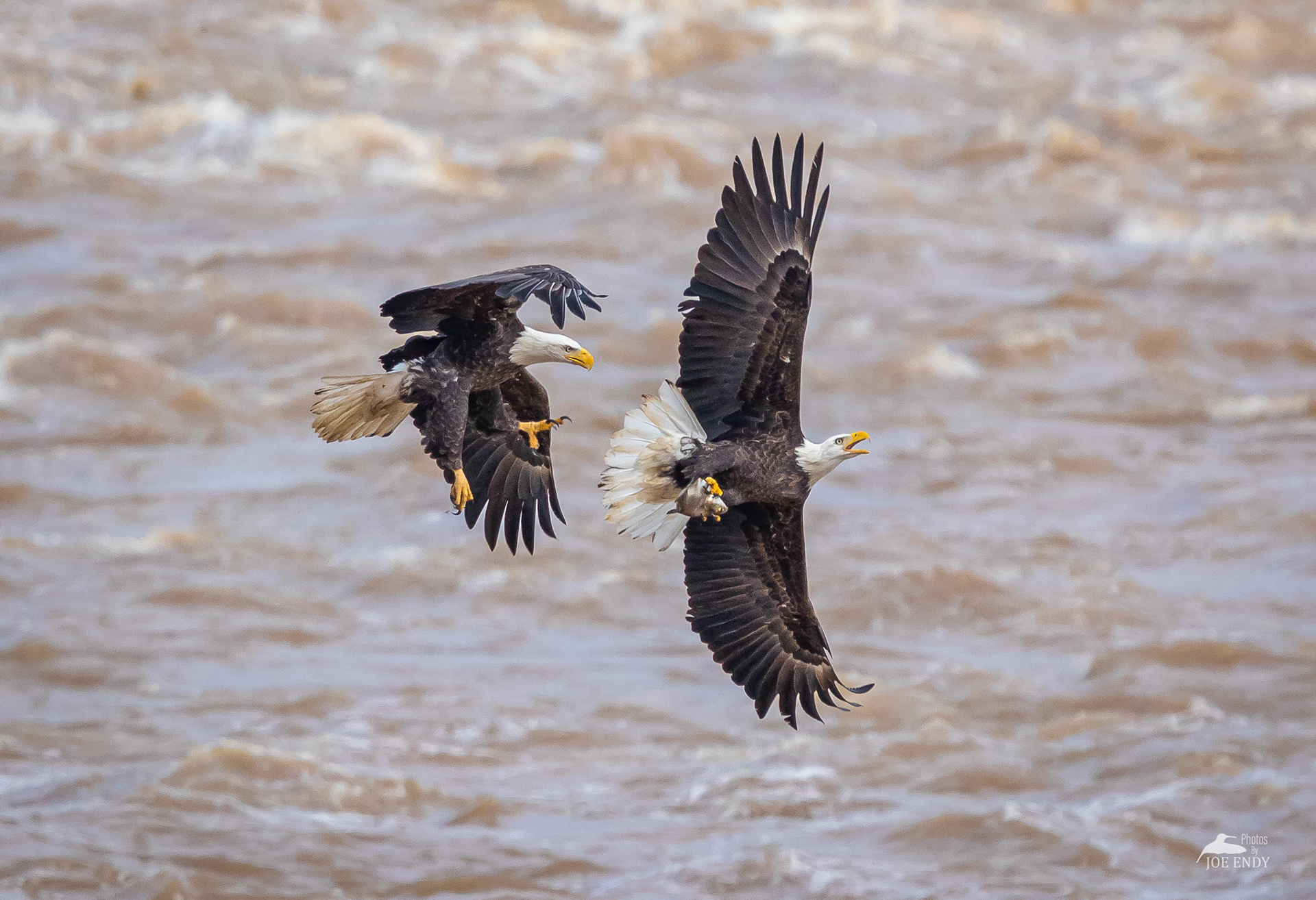 Bald Eagles in Chase (Featured on BlackRapid's Spotlight Sept. 8th 2020)