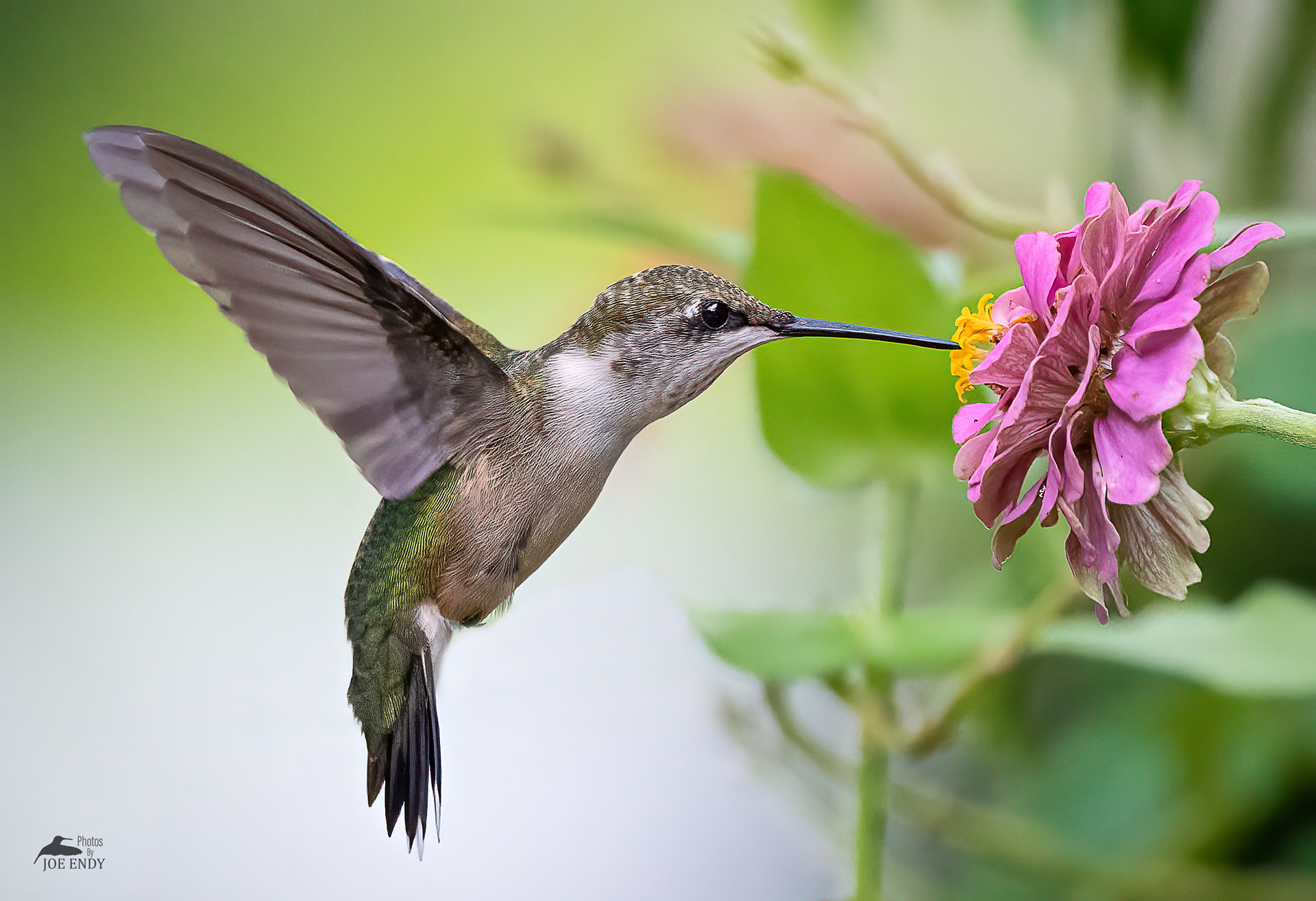 Female Ruby-Throated Hummingbird Feeding (Honorable Mention in Pennsylvania Magazine's Wildlife Photo Contest 2022)