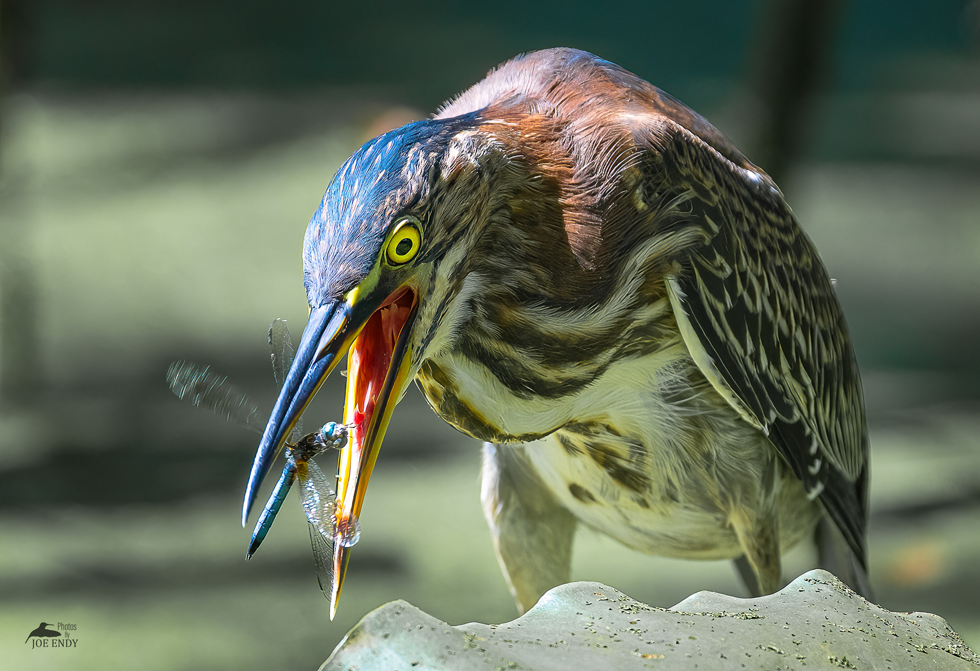 Green Heron Grabbing A Dragonfly (2nd Place Winner in Pennsylvania Magazine's Wildlife Photo Contest 2021)