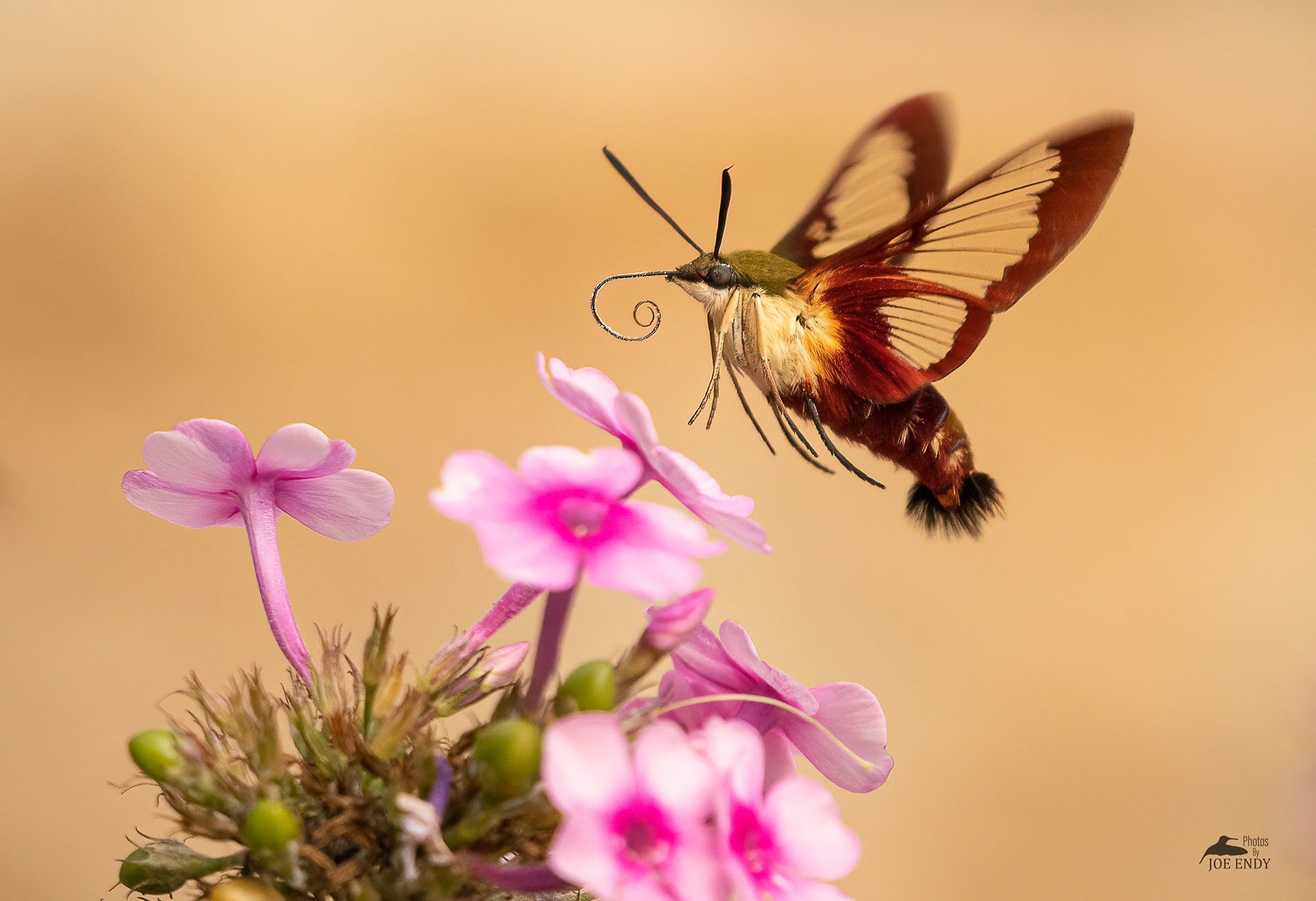 Hummingbird Moth Feeding (Honorable Mention in Pennsylvania Magazine's Wildlife Photo Contest 2020, RUNNER-UP in Wild Planet Photo Magazine's Spring Visions Photo Challenge 2021 and BlackRapid's Spotlight Sept. 8th 2020)