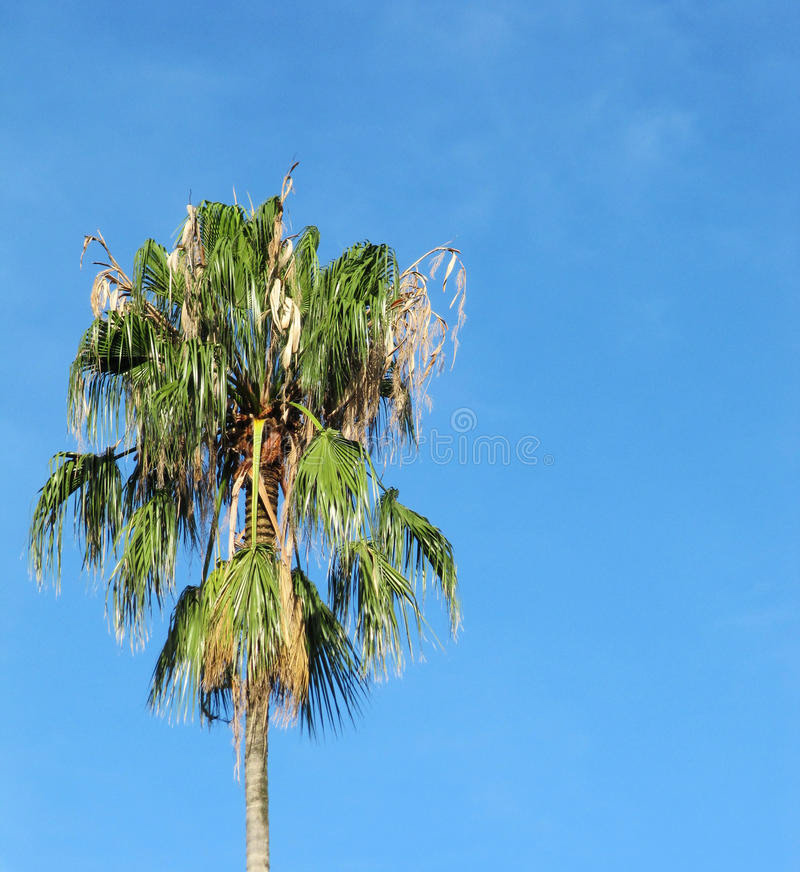 Iconic Palm trees